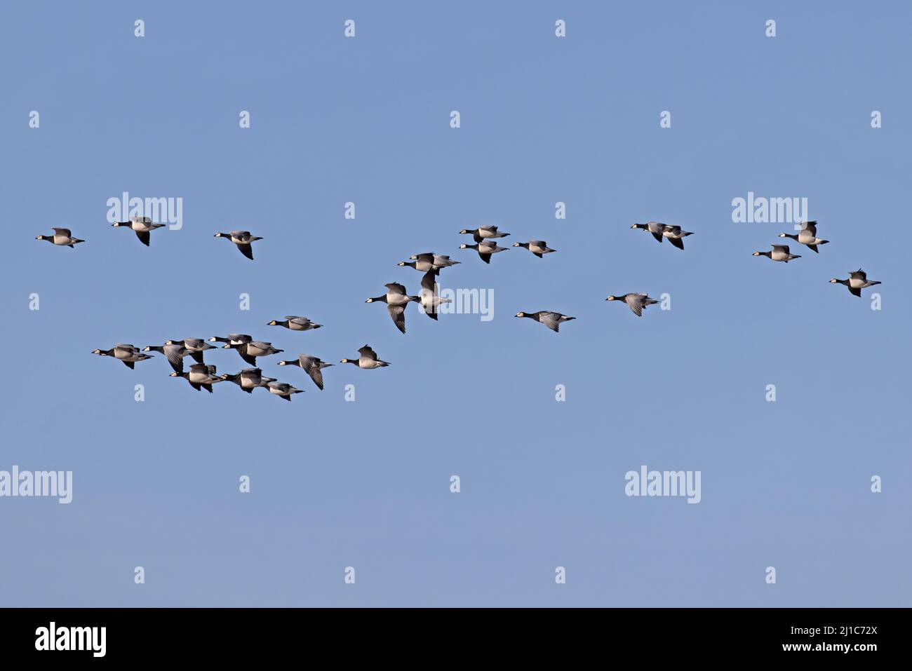 Barnacle Goose (Branta leucopsis) flops volant Minsmere Suffolk GB Royaume-Uni février 2022 Banque D'Images