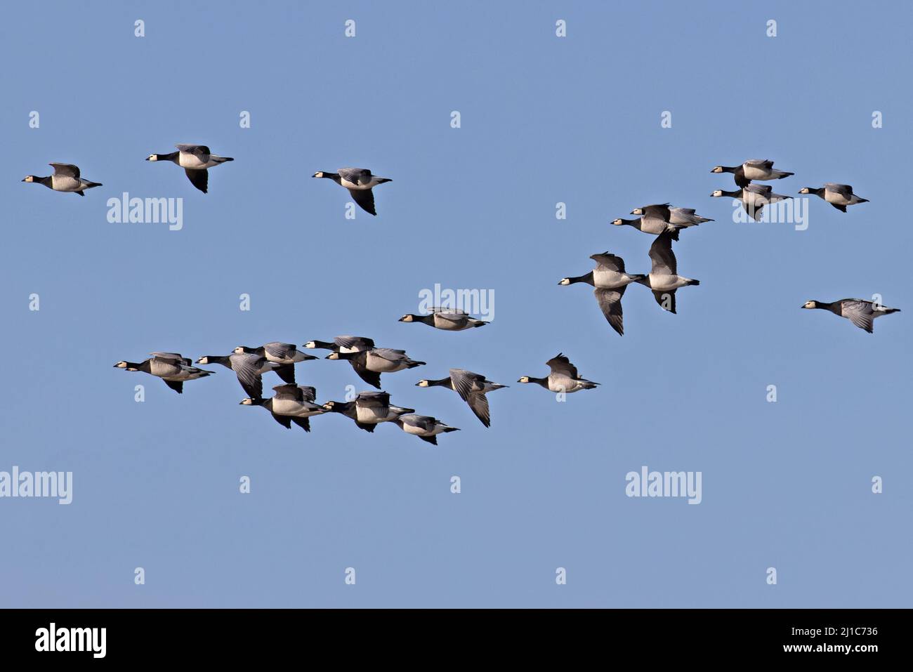 Barnacle Goose (Branta leucopsis) flops volant Minsmere Suffolk GB Royaume-Uni février 2022 Banque D'Images