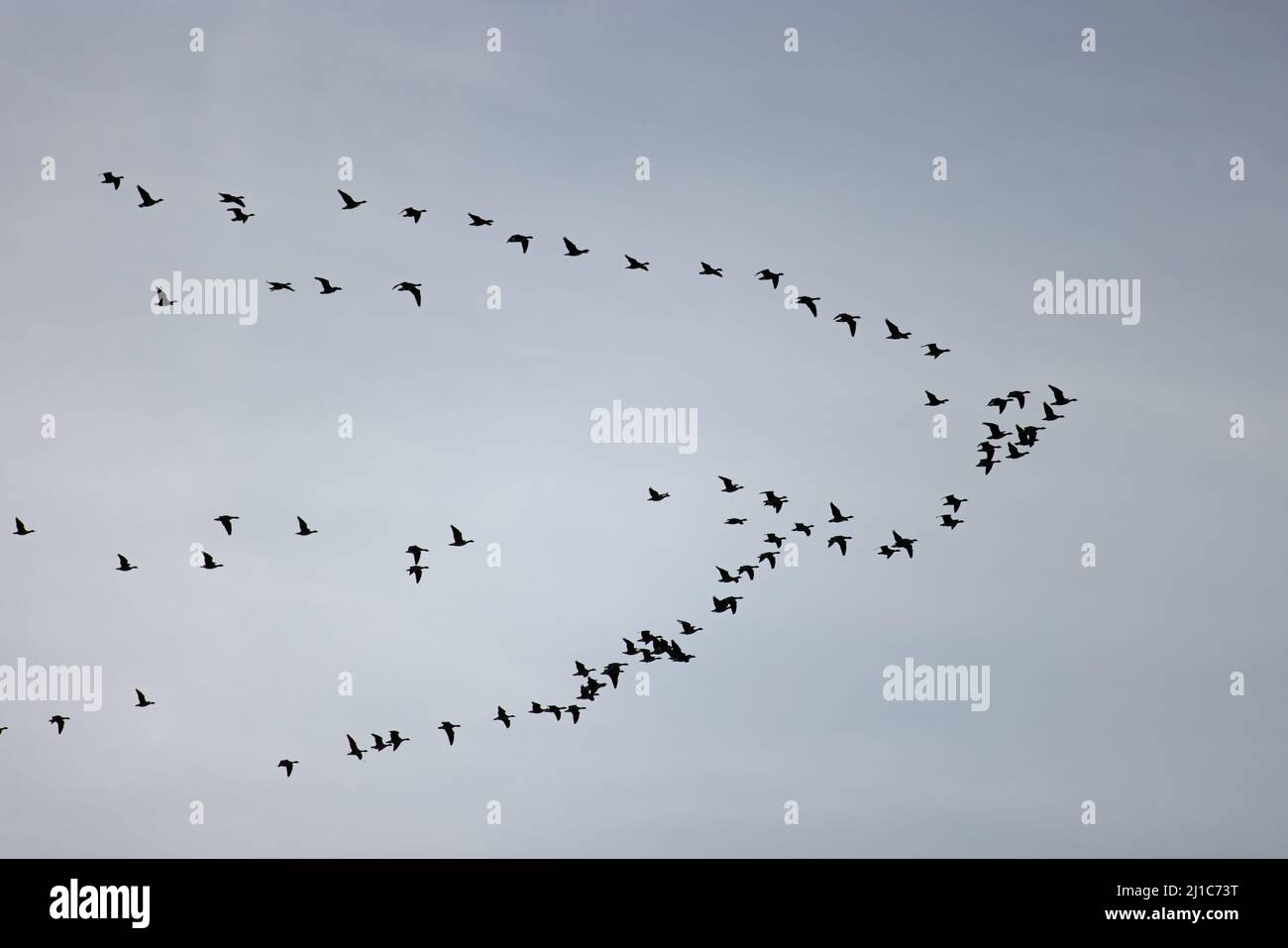 L'OIE à pieds roses (Anser barchyrhynchus) flops volant Winterton Norfolk UK GB Mars 2022 Banque D'Images