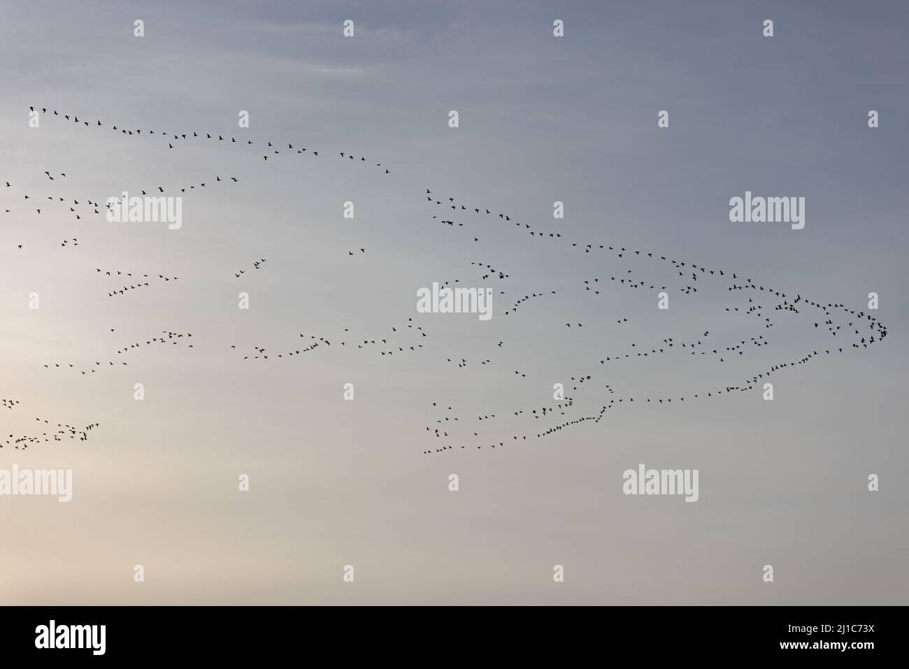 L'OIE à pieds roses (Anser barchyrhynchus) flops volant Winterton Norfolk UK GB Mars 2022 Banque D'Images