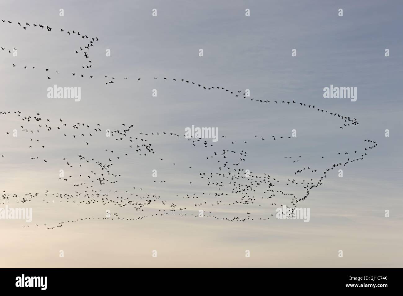 L'OIE à pieds roses (Anser barchyrhynchus) flops volant Winterton Norfolk UK GB Mars 2022 Banque D'Images