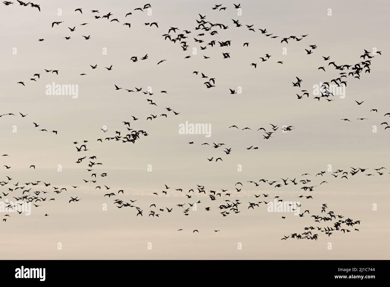 L'OIE à pieds roses (Anser barchyrhynchus) flops volant Winterton Norfolk UK GB Mars 2022 Banque D'Images