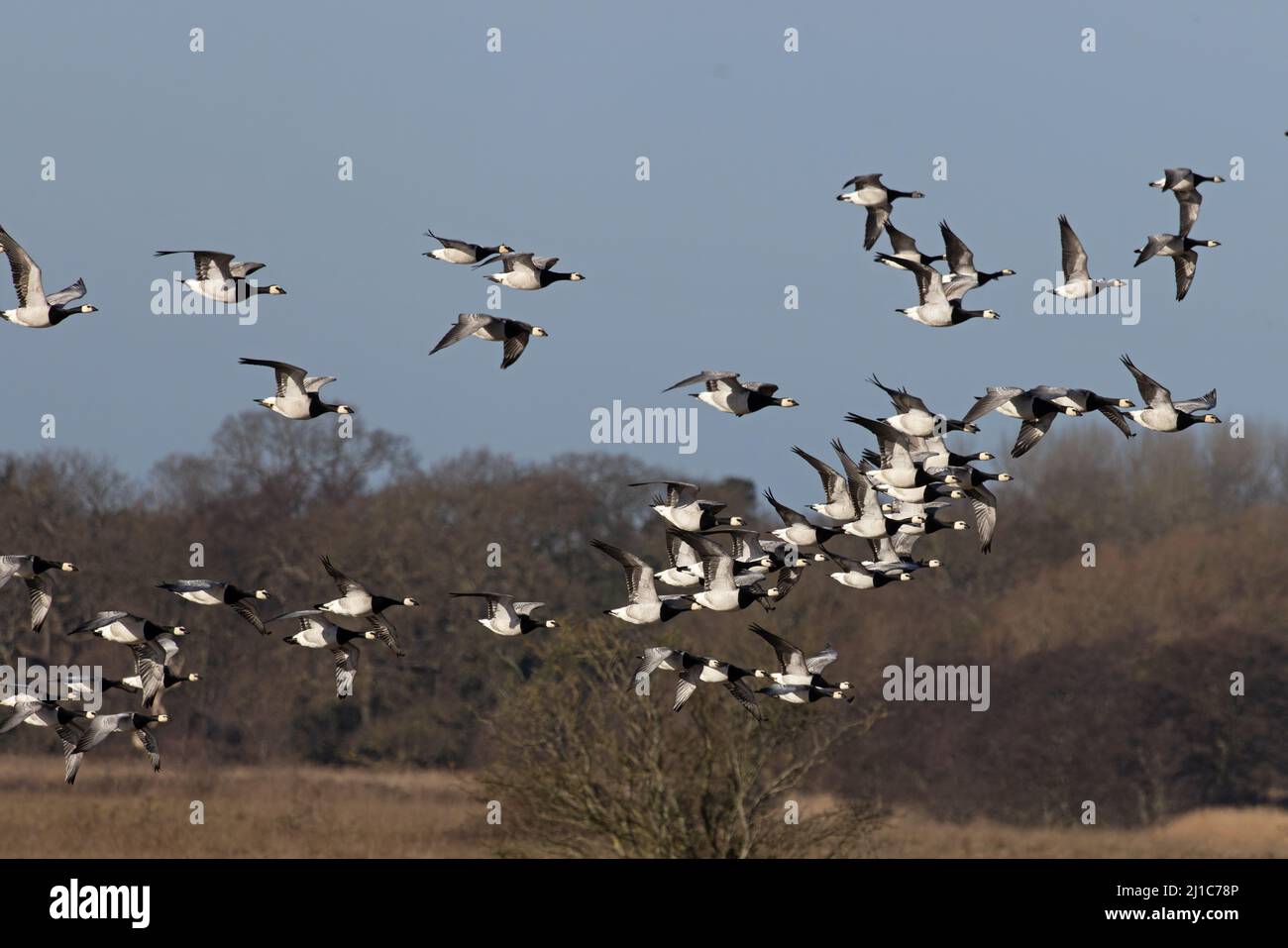 Barnacle Goose (Branta leucopsis) flops volant Minsmere Suffolk GB Royaume-Uni février 2022 Banque D'Images