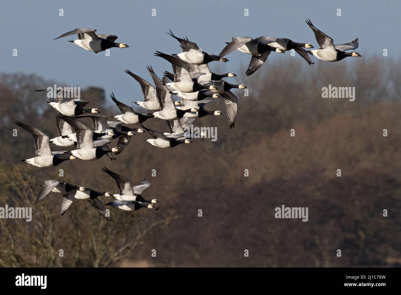 Barnacle Goose (Branta leucopsis) flops volant Minsmere Suffolk GB Royaume-Uni février 2022 Banque D'Images