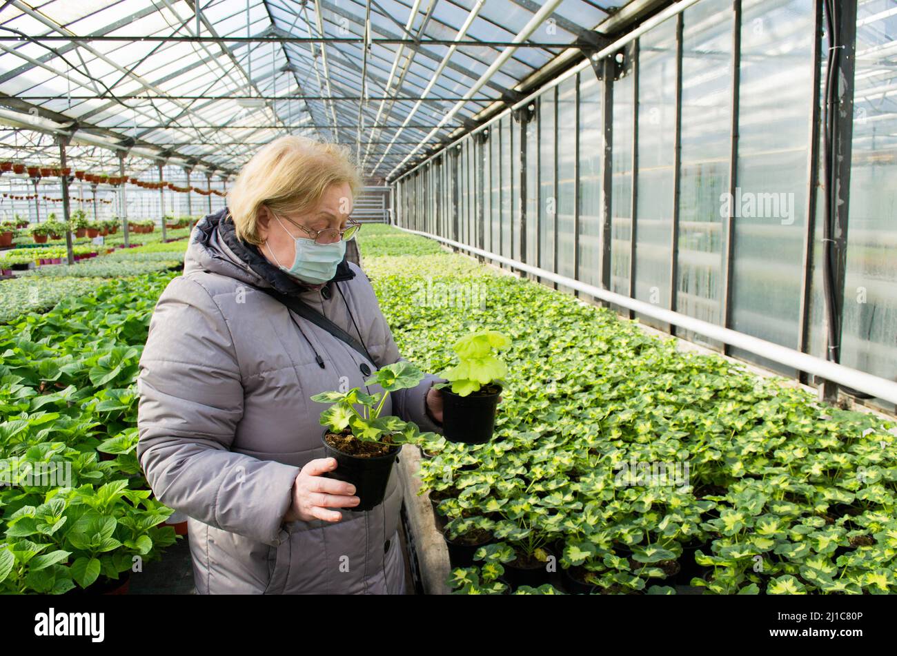 Une femme âgée dans un masque médical choisit un geranium sprint parmi une variété de plantules vert vif dans des pots de fleurs dans une serre. Banque D'Images