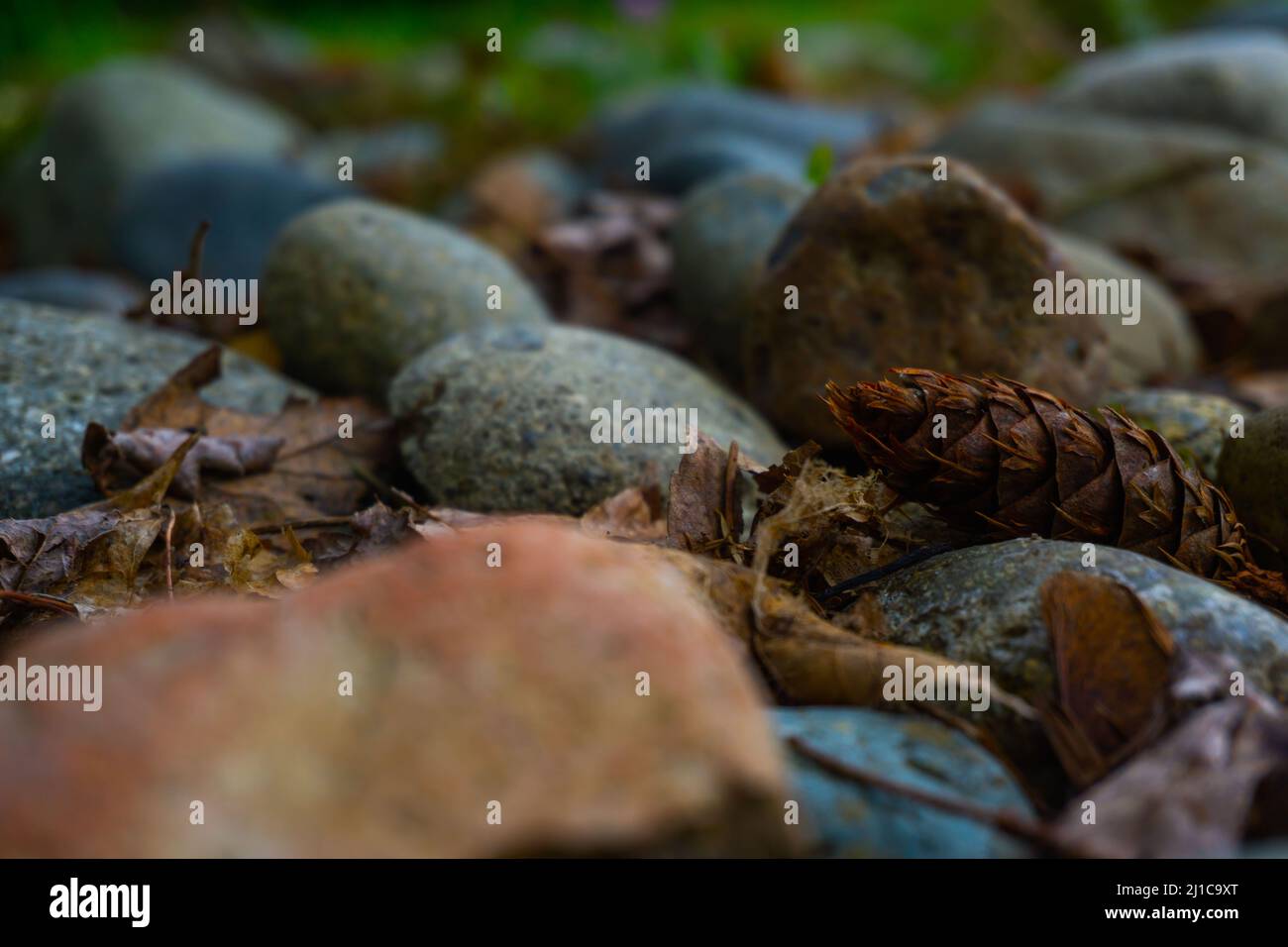 Les roches arrondies par le temps entourent une pinecone avec des feuilles près d'une zone d'herbe. Banque D'Images