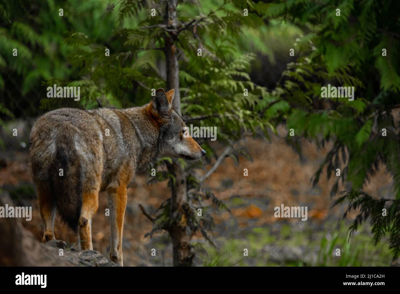 Qu'il s'agisse d'un hurlement étrange dans la nuit, d'un pup ludique à vos pieds ou de l'alpha royal qui regarde au loin, les loups sont parmi les plus de la nature Banque D'Images
