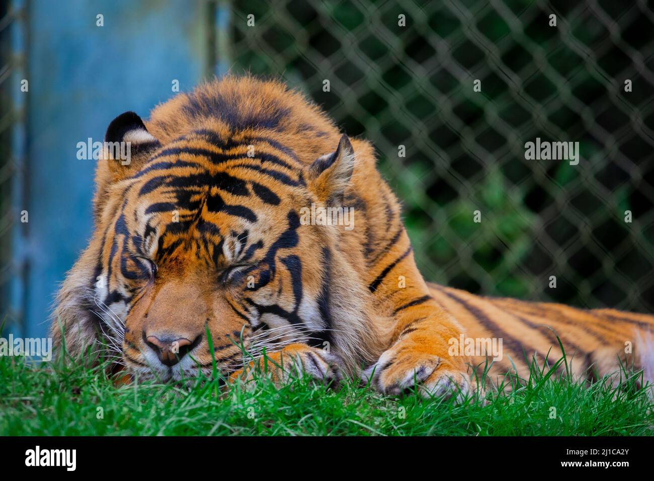 Lorsque vous allez au zoo, vous vous attendez à voir différents types d'animaux dans leurs habitats naturels. Mais, parfois, vous pouvez trouver des animaux de leur elem Banque D'Images