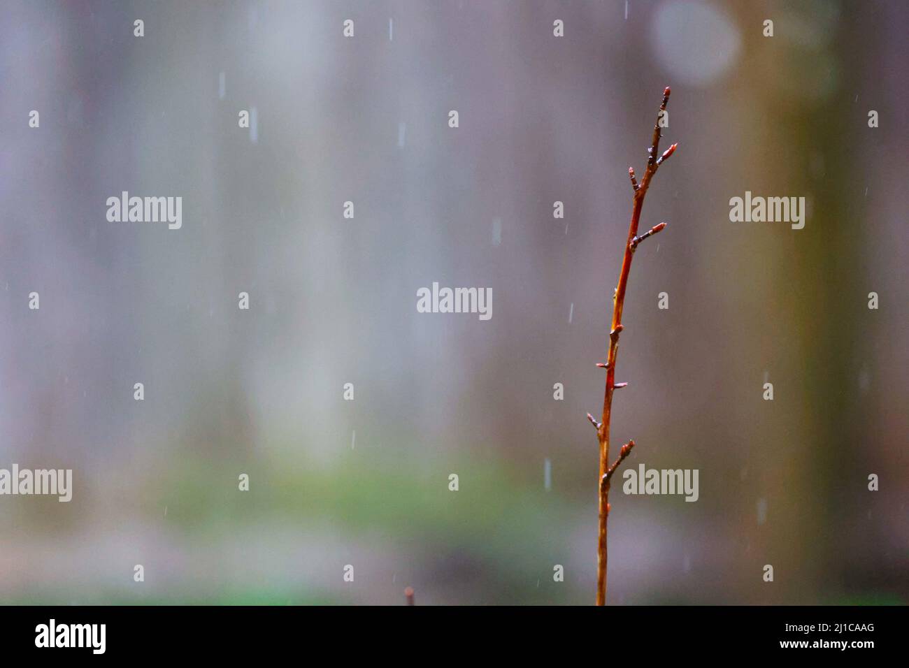 Un bâton qui colle avec la pluie tombant dans l'arrière-plan flou. Banque D'Images