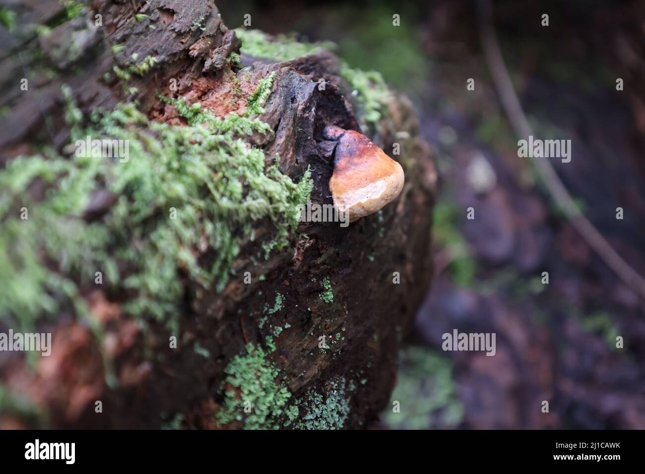 Champignons sur une souche recouverte de mousse Banque de photographies — free download