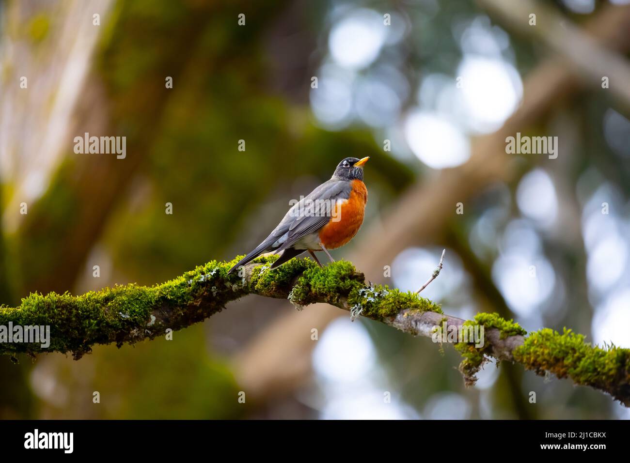 Un magnifique oiseau debout sur une branche couverte de mousse devant un arrière-plan flou. Banque D'Images
