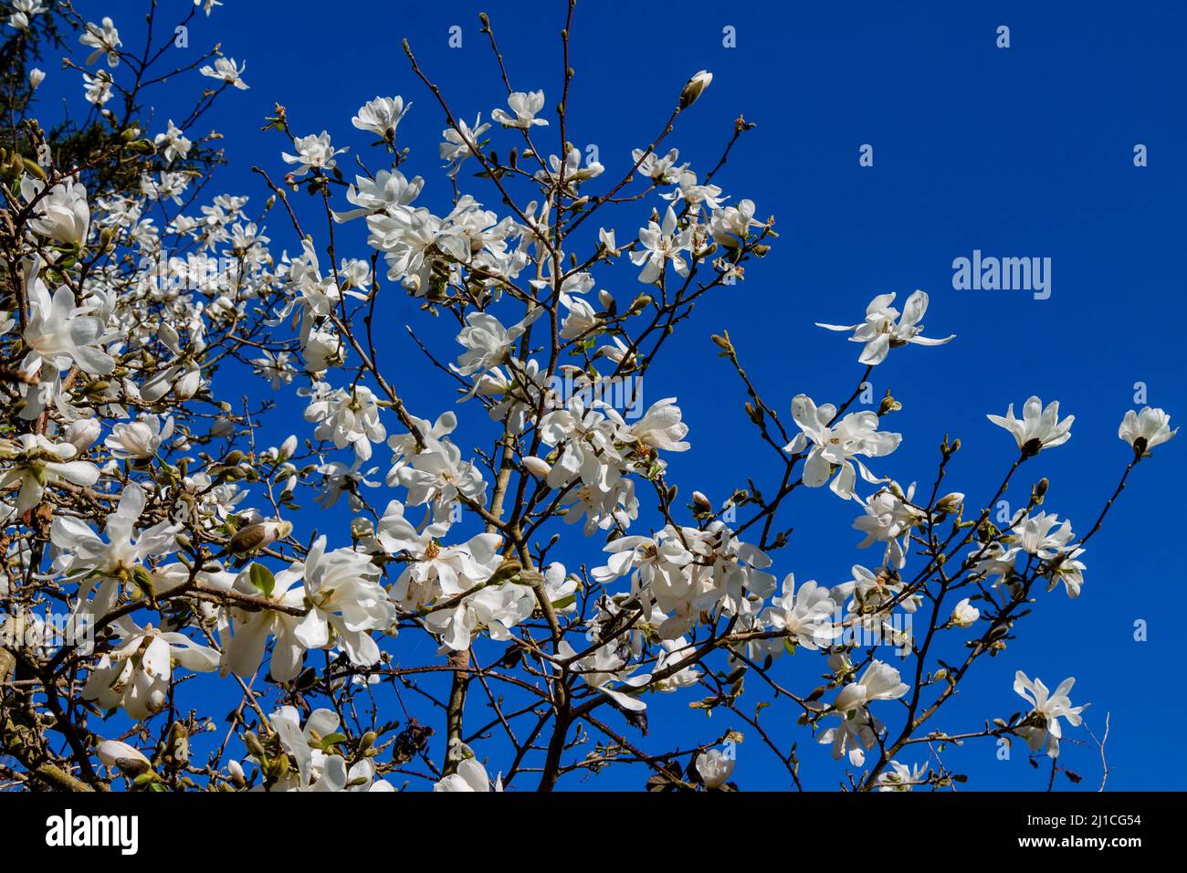 Magnolia Kobus en pleine floraison Banque D'Images