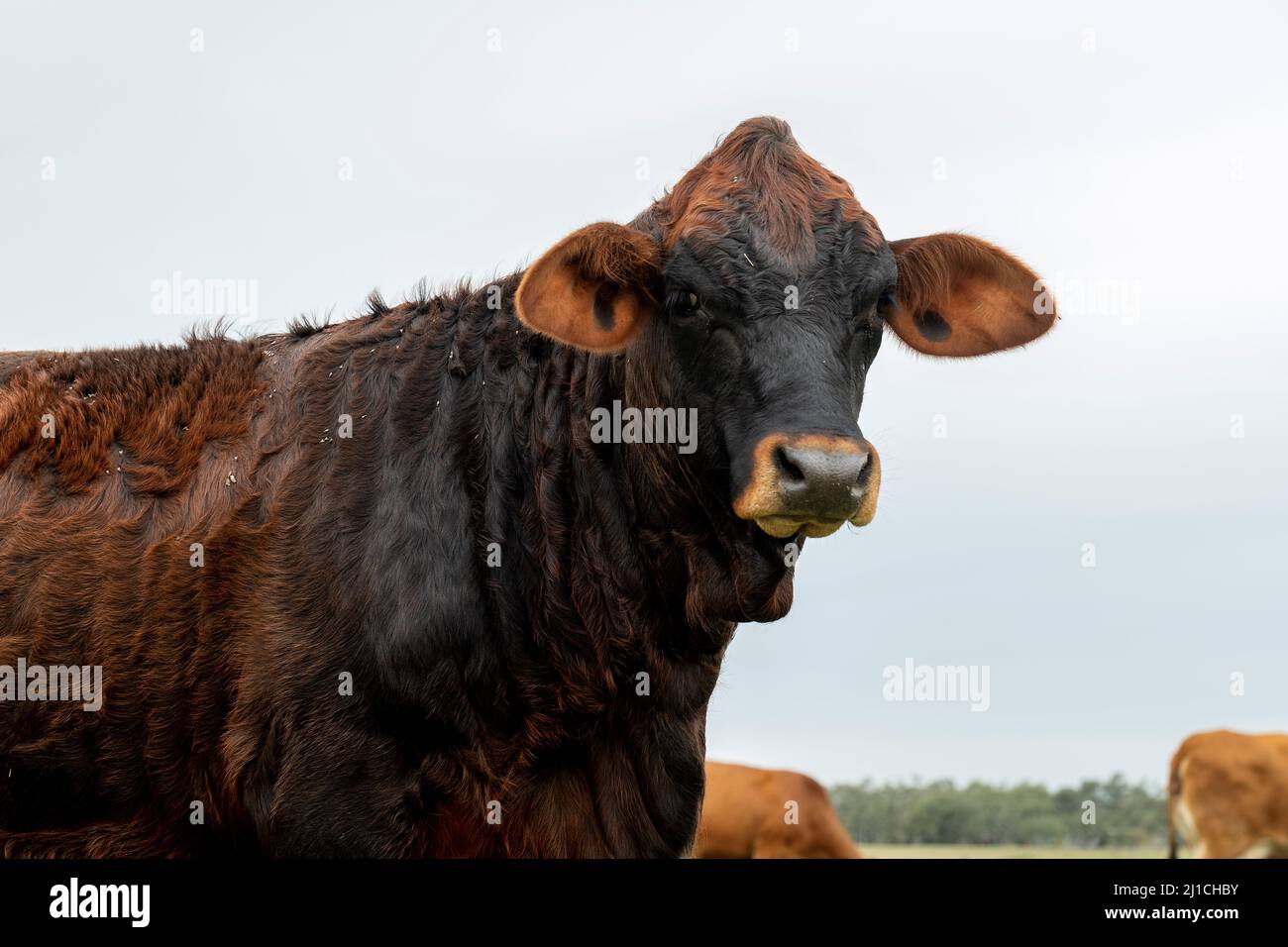 Vache de boeuf dans un pâturage avec d'autres animaux de ferme sur un jour nuageux. Bovins de boucherie concept de bétail avec espace pour la copie. Banque D'Images