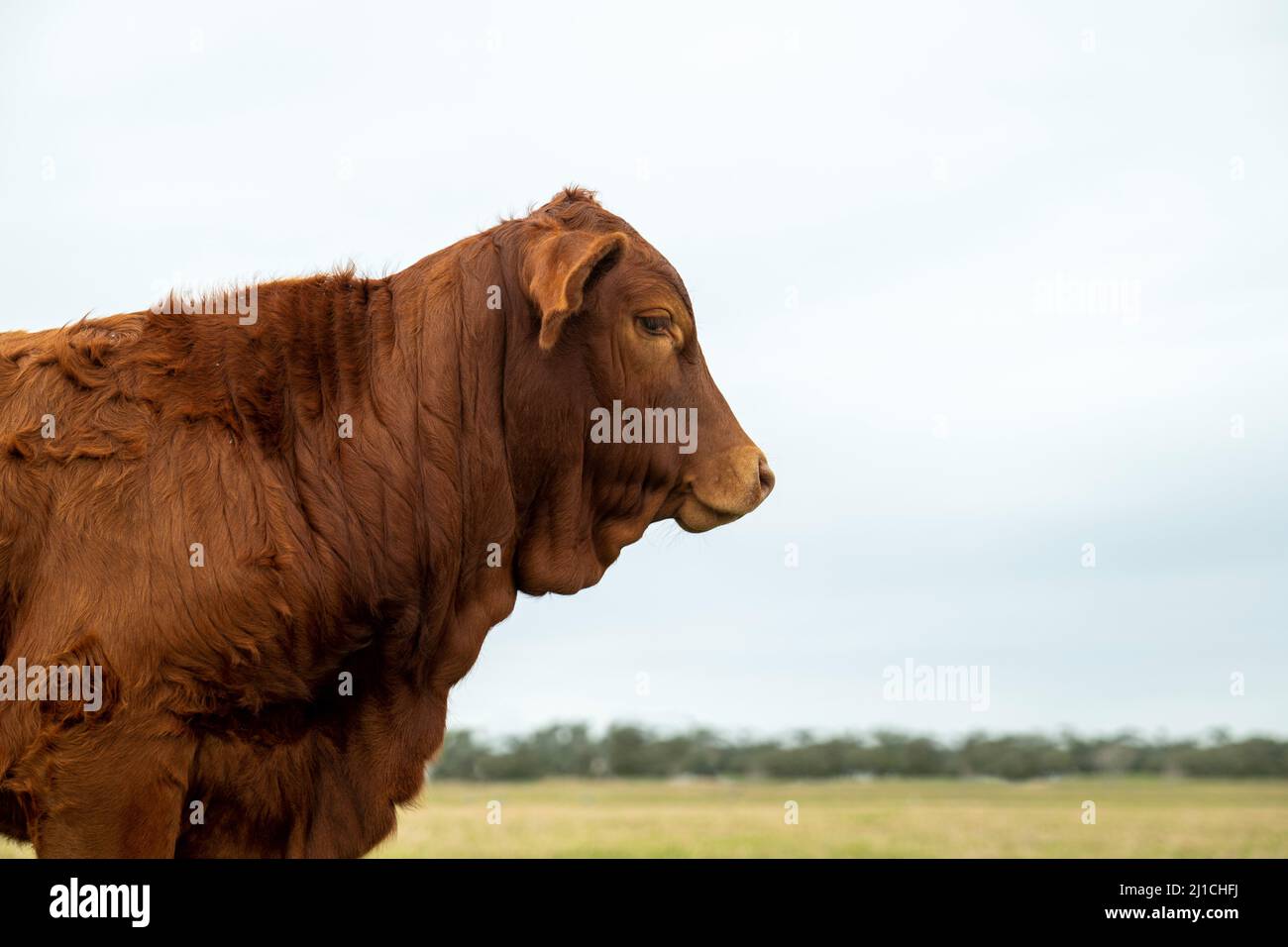 Vache de boeuf brune dans le pâturage dans l'image de profil de la tête et des épaules. Bovins de boucherie concept de bétail avec espace pour la copie. Banque D'Images