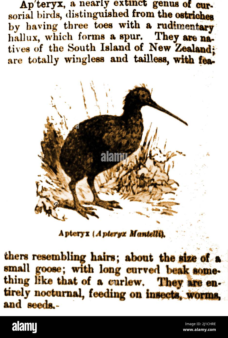 APTERYX - Une entrée du dictionnaire britannique de 19th pour le Kiwi de Nouvelle-Zélande, décrit comme étant presque éteint. Banque D'Images