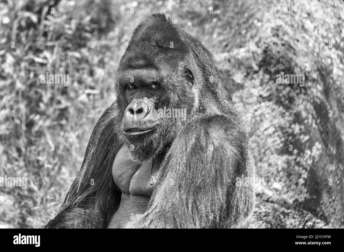 Gorilla - Portrait d'un homme adulte dans la nature. Banque D'Images