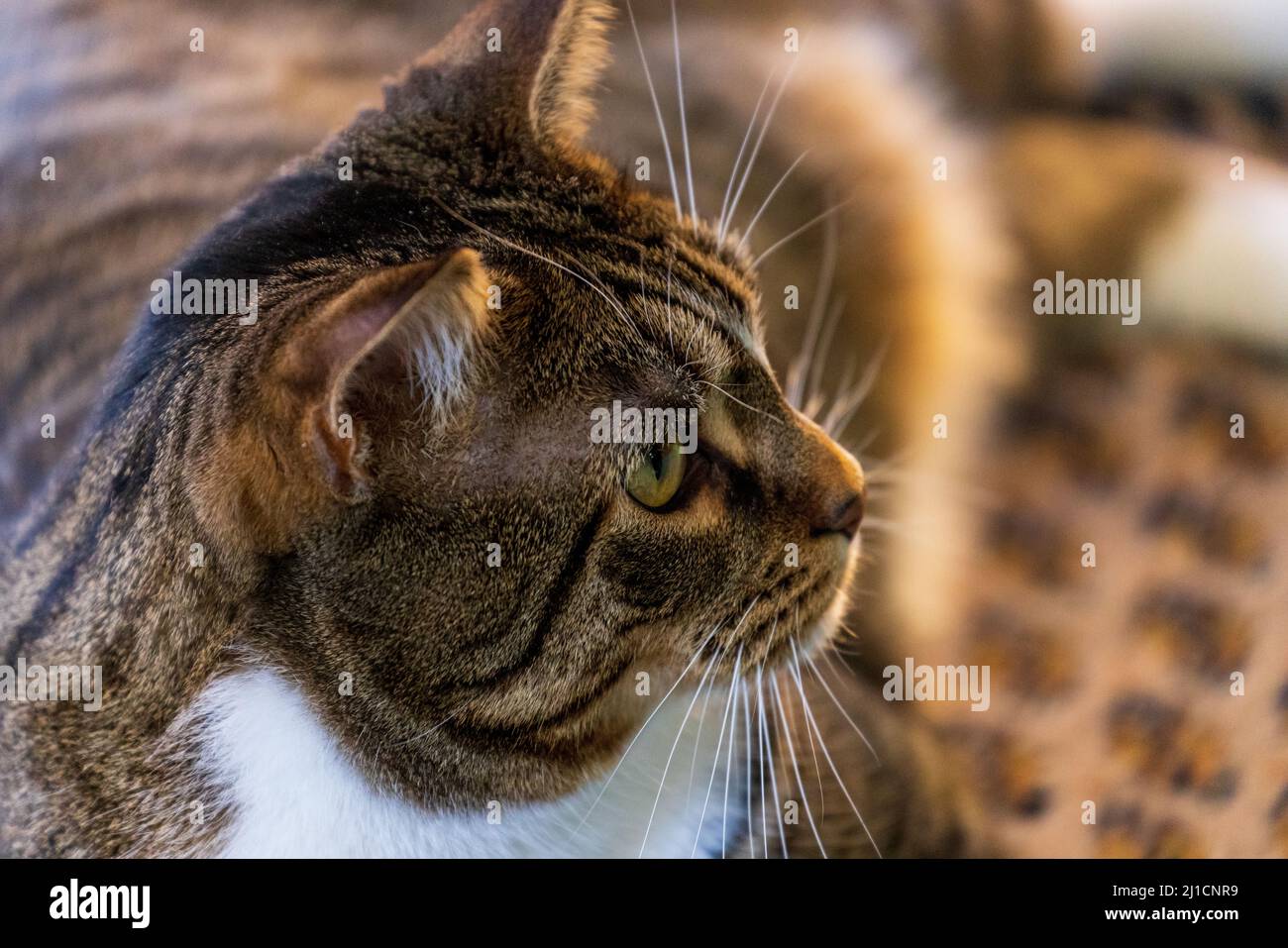Chat intéressé regardant vers le haut en posant sur le sol Banque D'Images