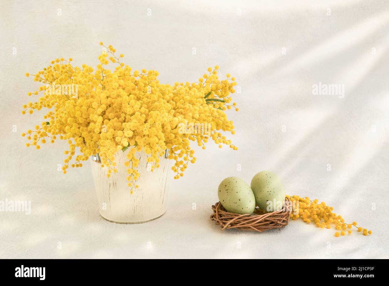 Les œufs de Pâques verts et les fleurs de Mimosa s'épanouissent sur fond clair. Concept de Pâques. Copier l'espace pour le texte Banque D'Images