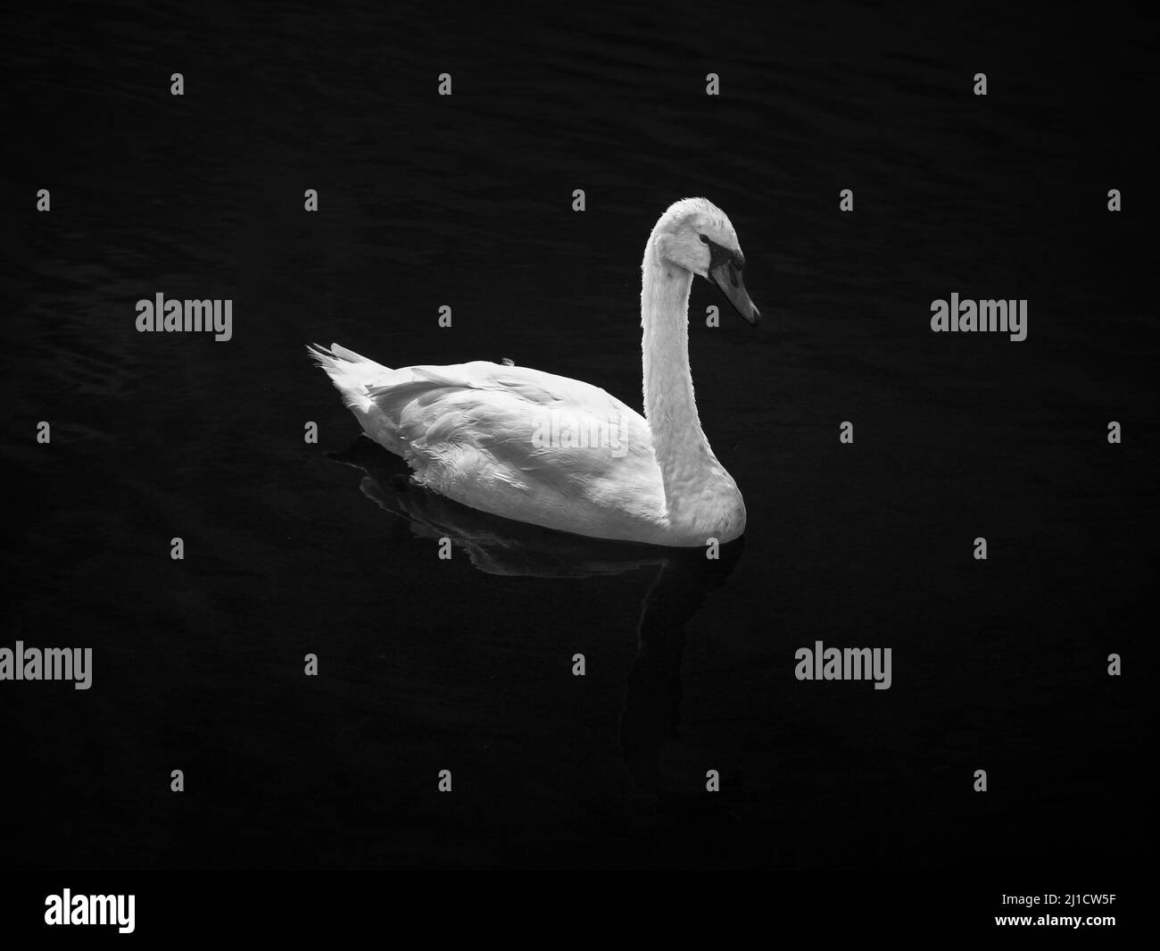 White Swan sur fond noir Banque D'Images