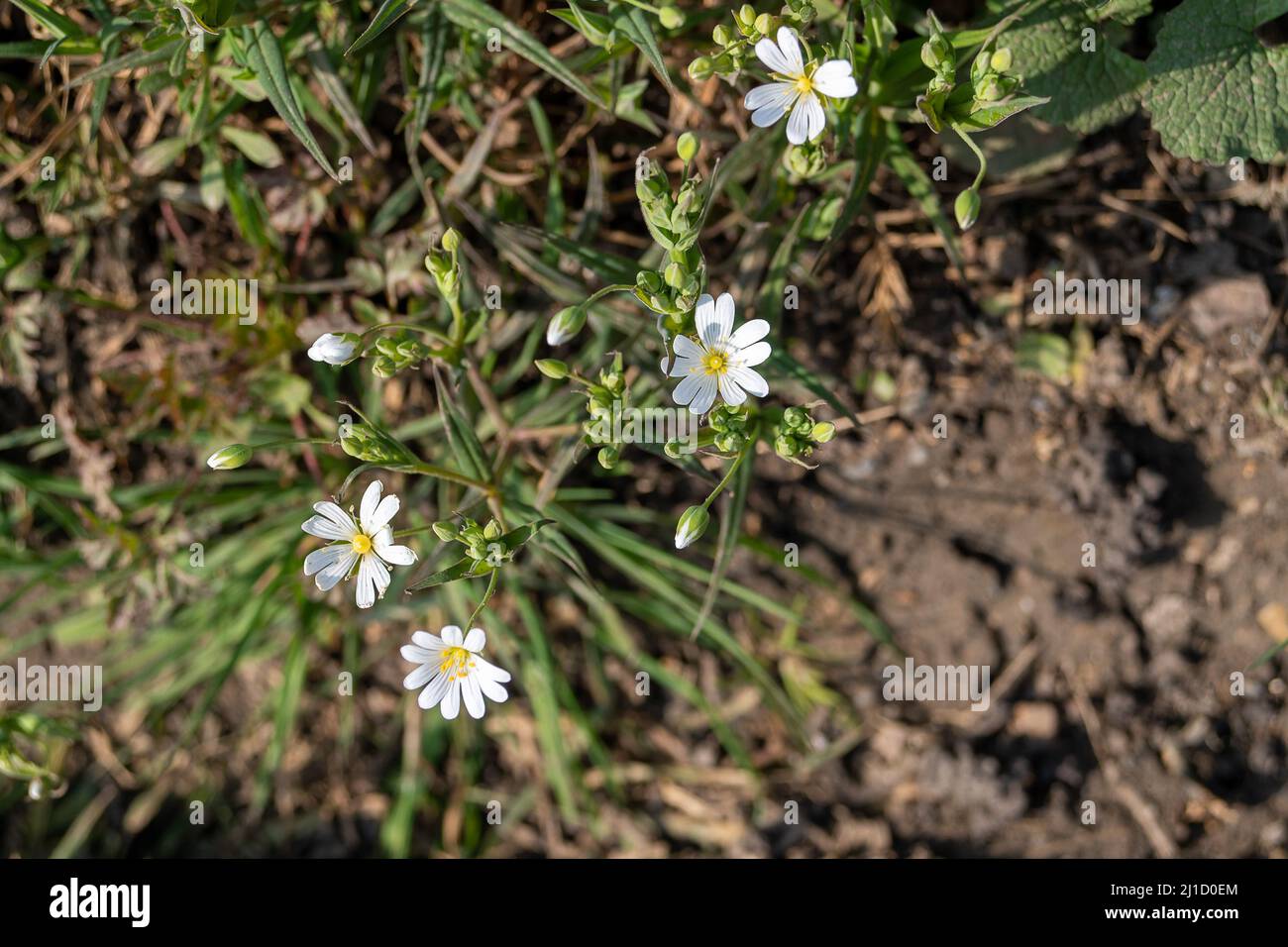 Great Missenden, Buckinghamshire, Royaume-Uni. 24th mars 2022. De magnifiques fleurs sauvages de printemps sur le bord de Leather Lane. Une campagne de la part des locaux pour empêcher HS2 de faire abattre plus de 80 chênes compte plus de 1 000 habitants. HS2 Ltd construtera un pont sur Leather Lane pour le chemin de fer à grande vitesse 2. Le cuir Lane est une route pittoresque à voie unique et l'ancienne holloway. Le pont supérieur de HS2 entraînera la perte supplémentaire de plus de 80 chênes le long de Leather Lane, cependant, les locaux ont demandé à un ingénieur qui a conçu un plan alternatif viable qui sauverrait les arbres qui sont un impo Banque D'Images