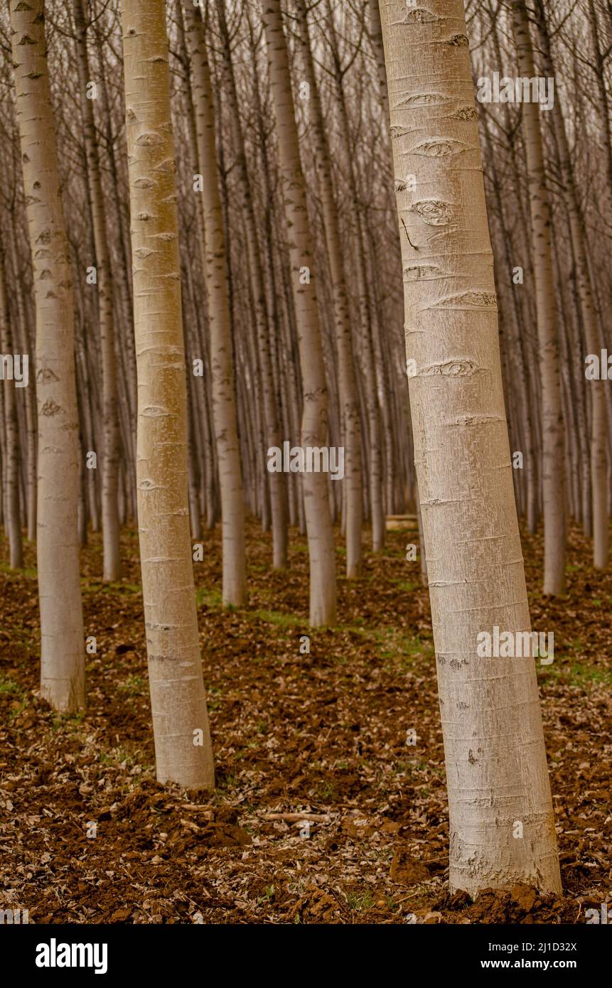 troncs de peupliers blancs dans une plantation, populus alba. Espagne Banque D'Images