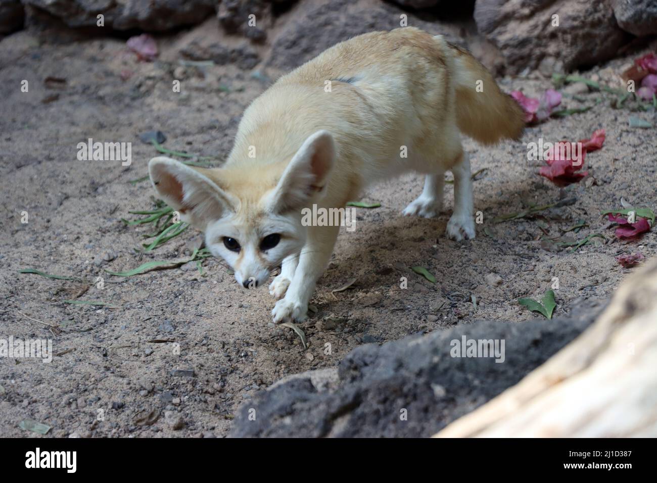 Fennek oder Wüstenfuchs (Vulpes zerda) im Oasis Park, la Lajita, Fuerteventura, Espagnol Banque D'Images