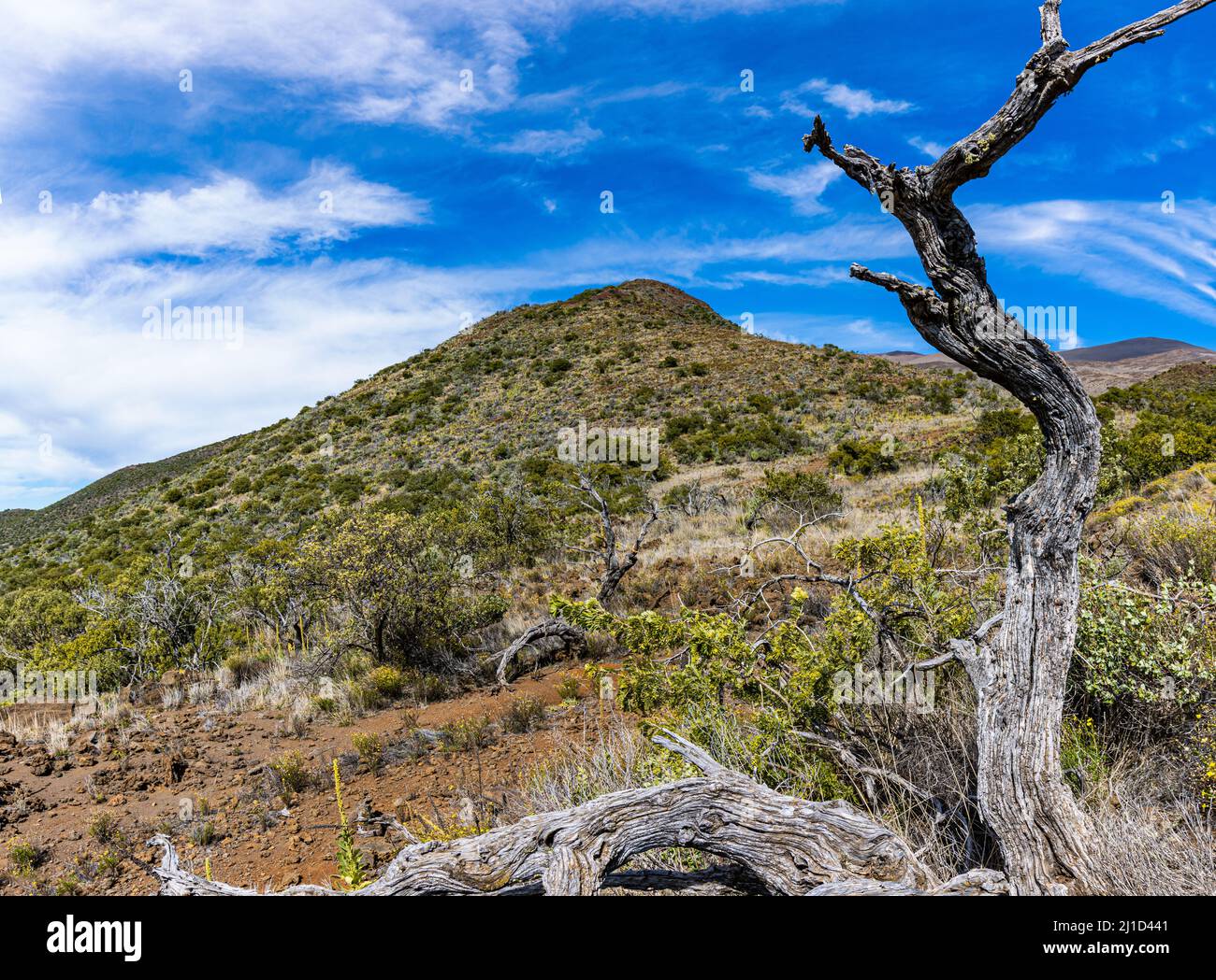 Tronc d'arbre torsadé près du sommet du volcan Mauna Kea 13 796-ft, Mauna Kea, Hawaii, États-Unis Banque D'Images