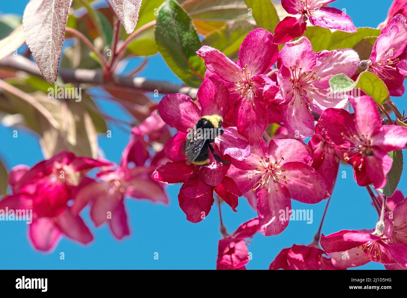 Un bourdon (Bumbus) pollinisant les fleurs de crabapple à fleurs roses (Malus). Banque D'Images