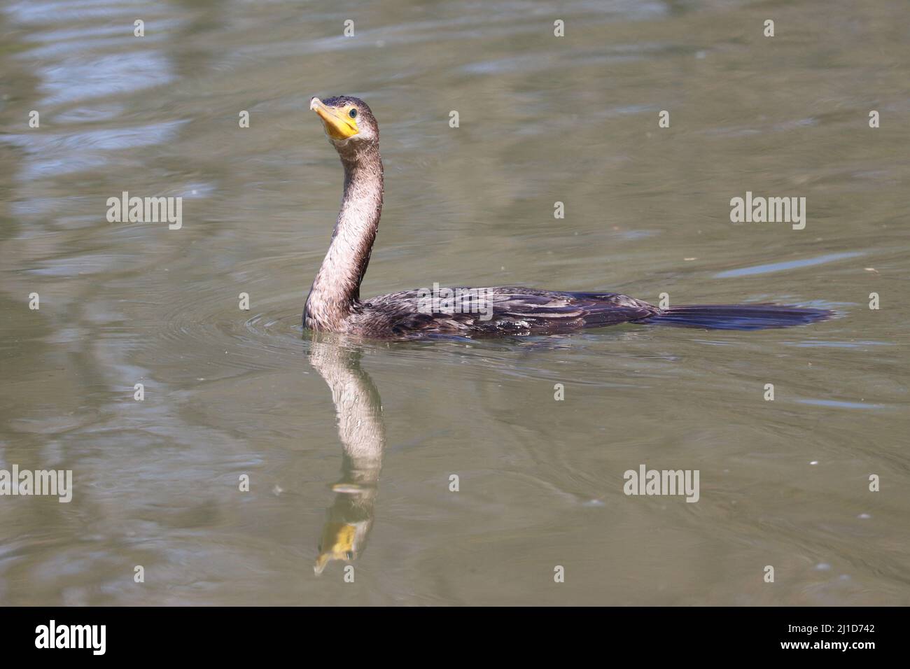 Cormorant à double crête ou Nannopterum auritum nageant dans un étang du ranch d'eau riveraine en Arizona. Banque D'Images