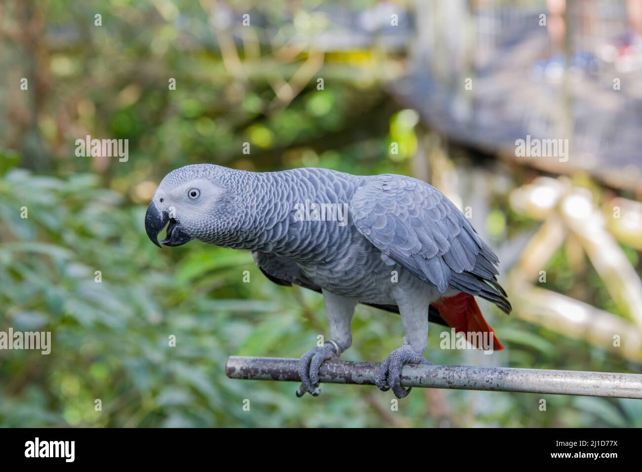 Parrot gris africain (Psittacus erithacus) gros plan le Parrot gris est un perrot gris de taille moyenne, à majorité grise, à bec noir. Banque D'Images