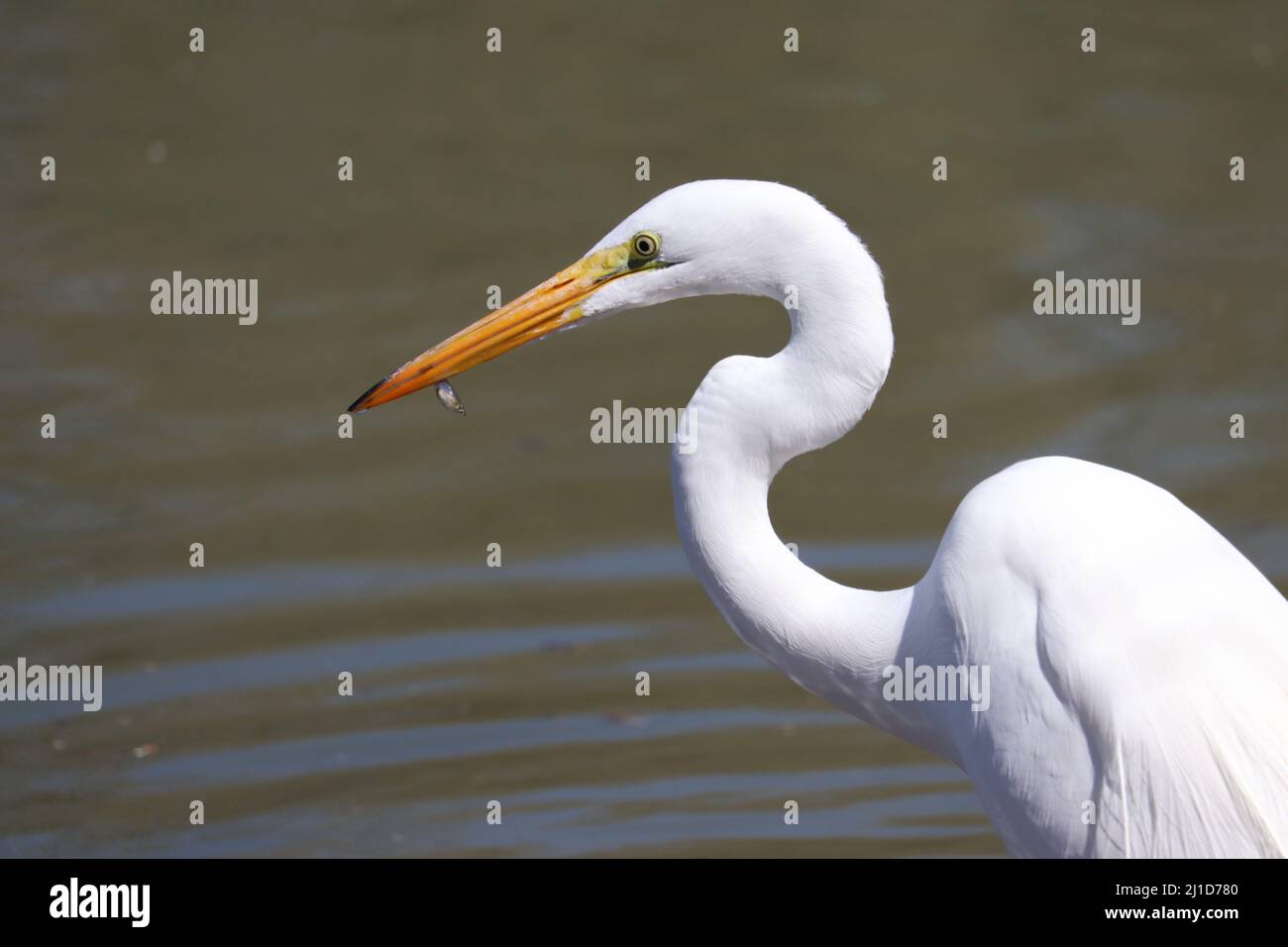 Gros plan d'un grand aigreet ou d'une alba d'Adrea avec un petit poisson au ranch d'eau de Riparian en Arizona. Banque D'Images