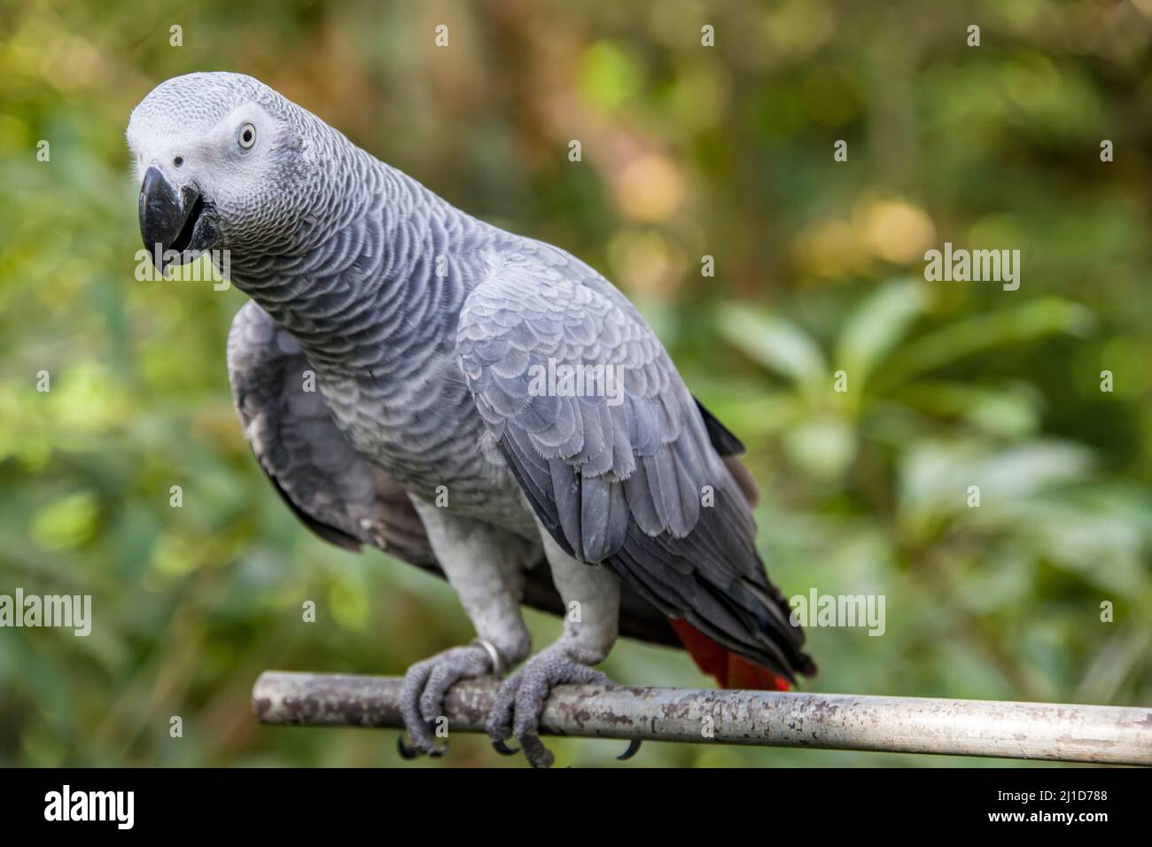 Parrot gris africain (Psittacus erithacus) gros plan le Parrot gris est un perrot gris de taille moyenne, à majorité grise, à bec noir. Banque D'Images