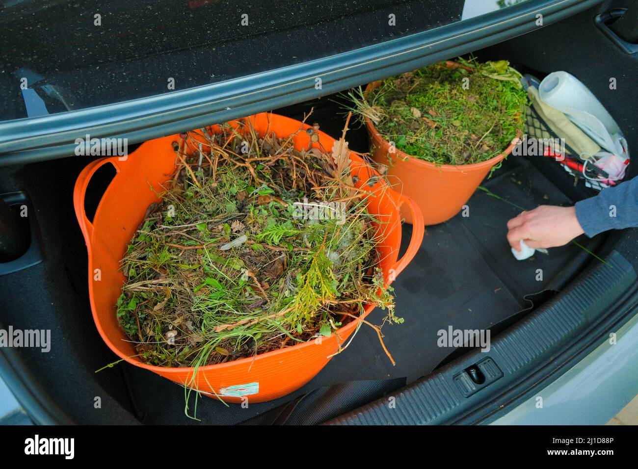 Compost vert.déchets végétaux.compost végétal dans un panier en silicone orange dans le coffre d'une voiture dans les mains d'un homme.Bio garbage.green compost Banque D'Images