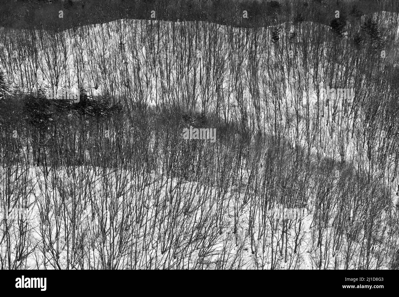 Arbres à feuilles caduques en hiver Banque D'Images