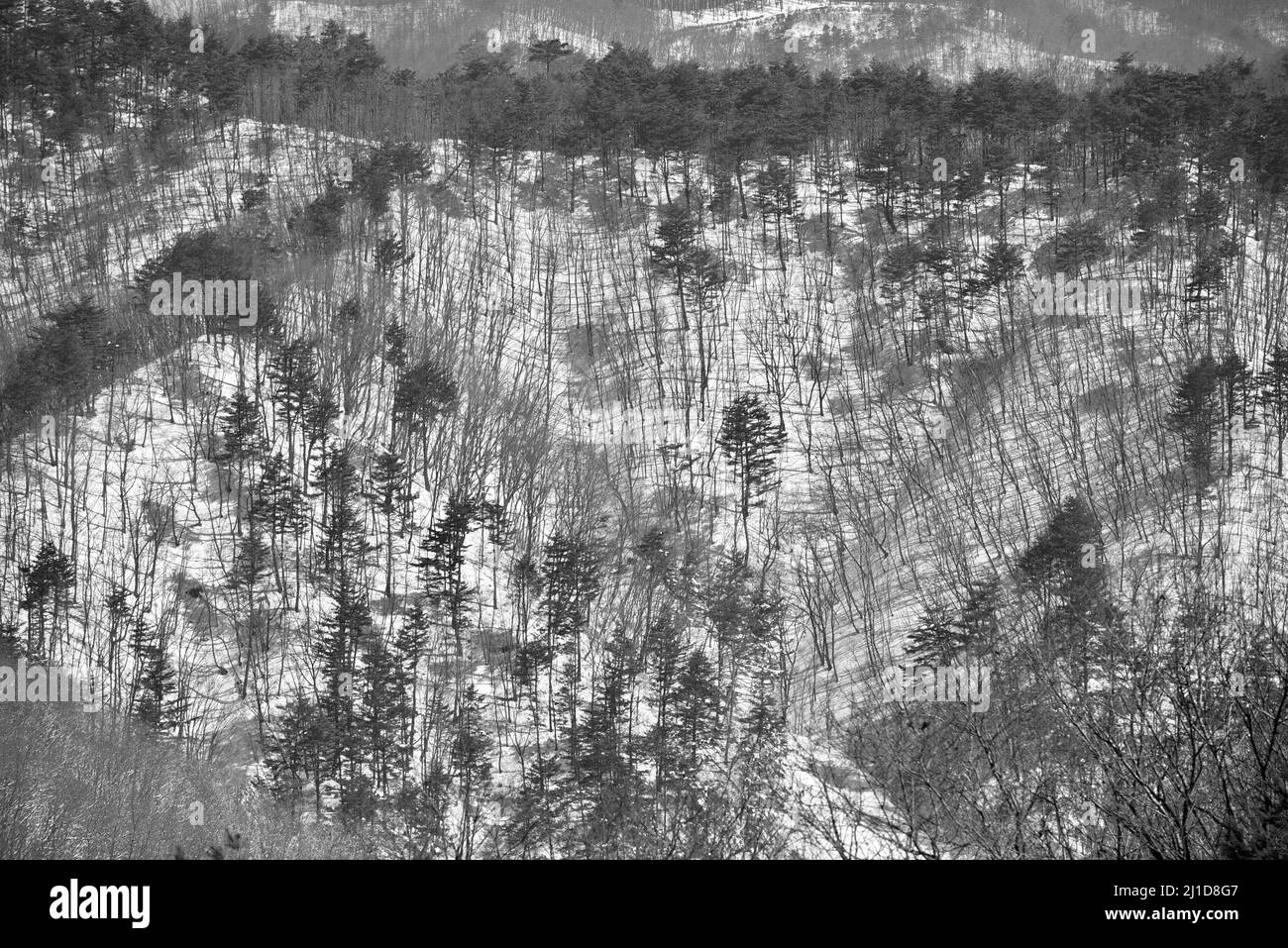 Arbres à feuilles caduques en hiver Banque D'Images