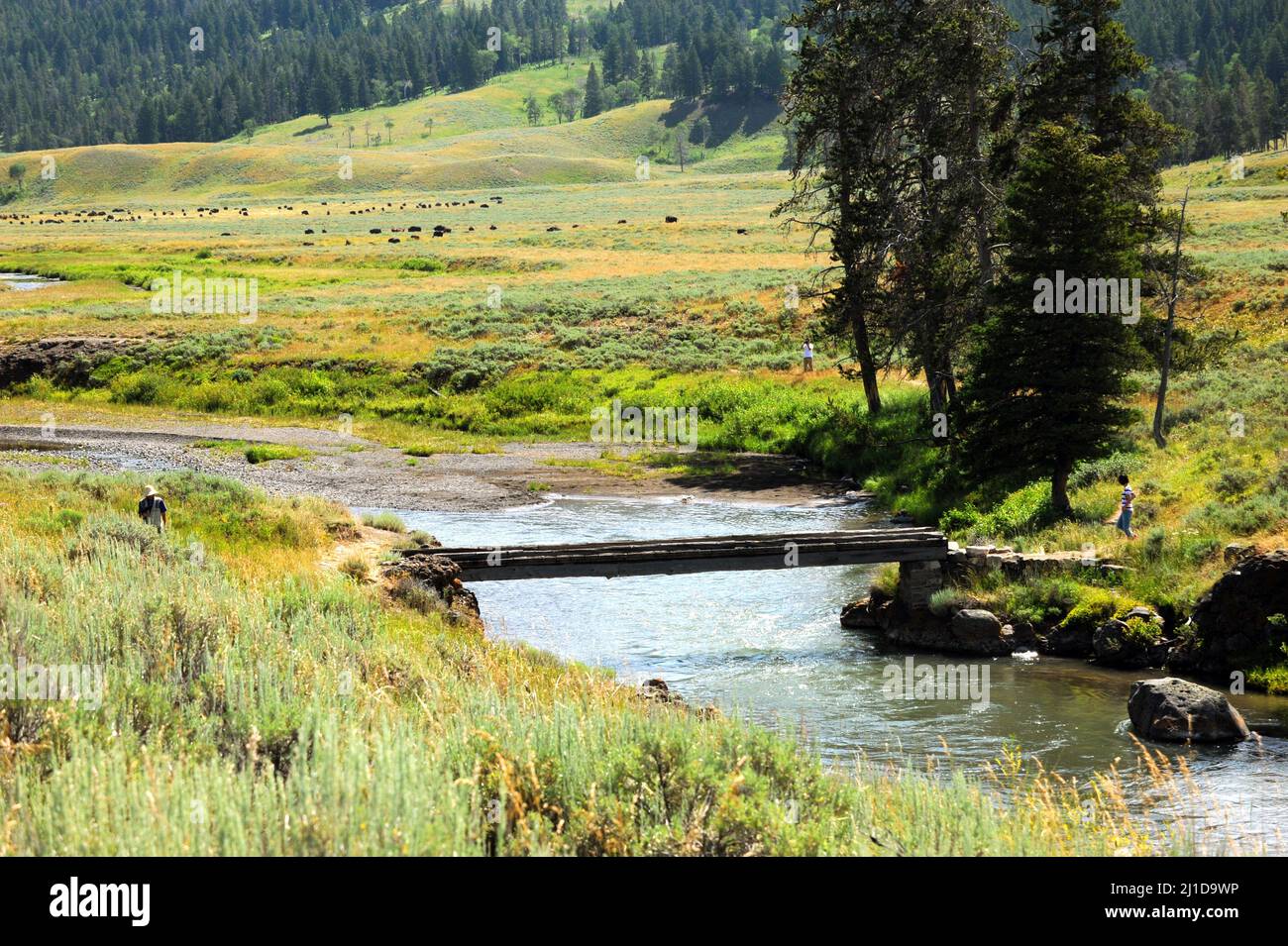 Les visiteurs, photographiant des buffles dans la vallée de Lamar, traversent un pont en bois étroit qui traverse le ruisseau Soda Butte, dans le parc national de Yellowsotne. Banque D'Images