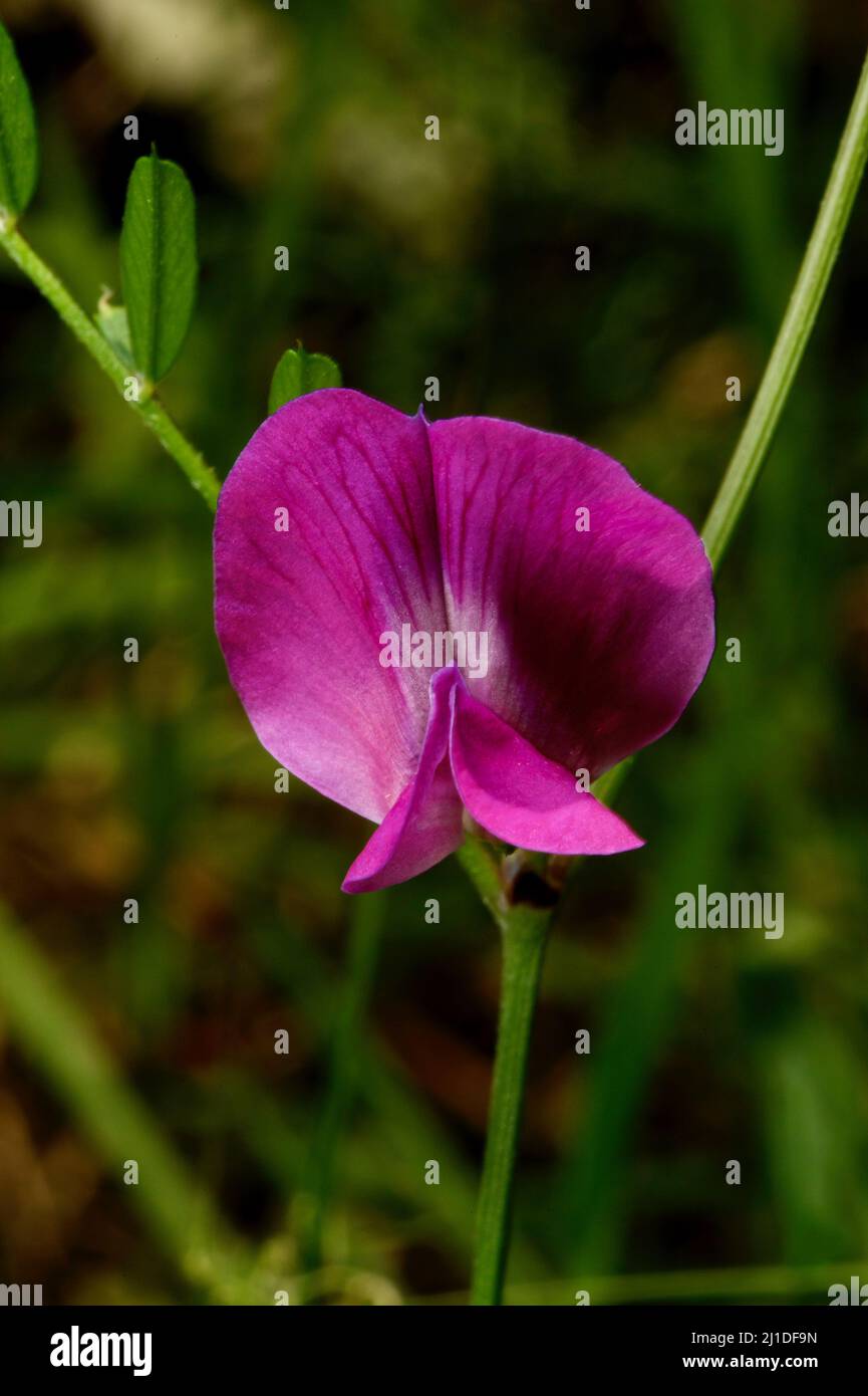 Common Vetch (Vicia Sativa) est une mauvaise herbe introduite en Australie - mais il a de jolies fleurs pourpres!Trouvé à Hochkins Ridge Flora Reserve. Banque D'Images
