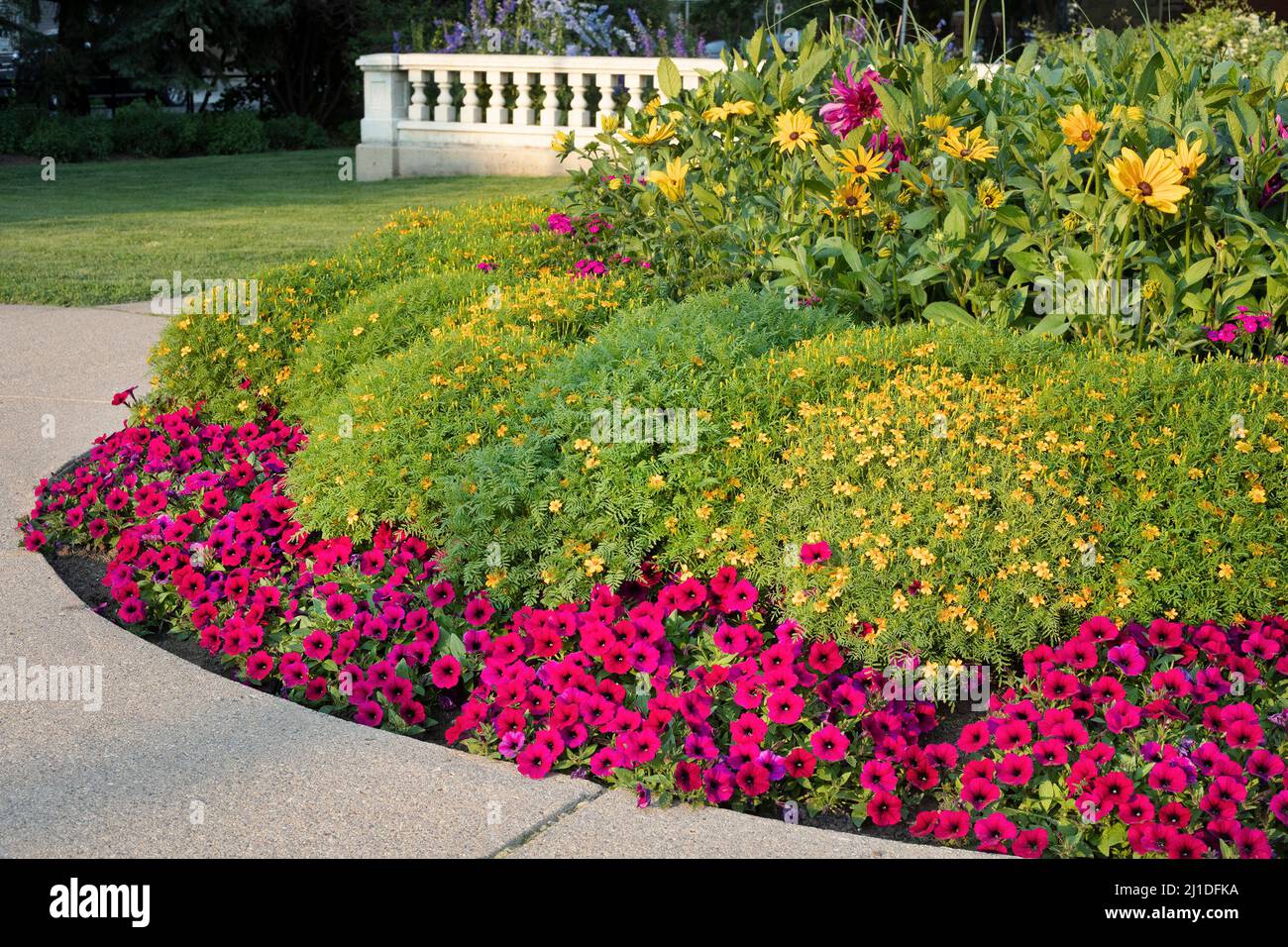 Les jardins Beaulieu à la maison historique Lougheed, au centre-ville de Calgary, en Alberta, au Canada, avec des pétunias et des Marigolds Lemon Gem en pleine floraison Banque D'Images