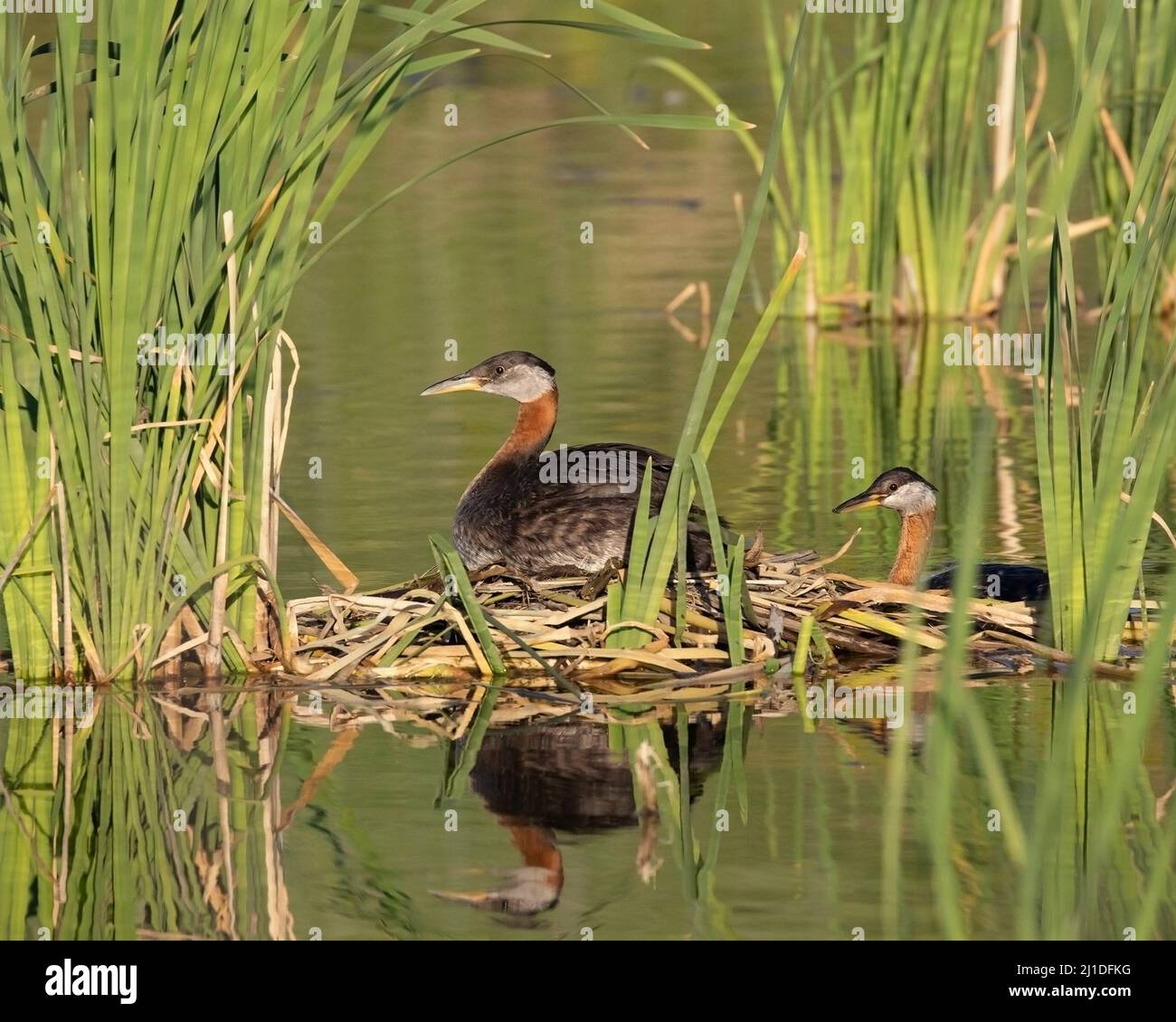 Paire de grebes à col rouge couvant sur un nid flottant fait de feuilles de queue de chat dans un étang d'eau pluviale, Canada. Podiceps grisegena, Typha latifolia Banque D'Images