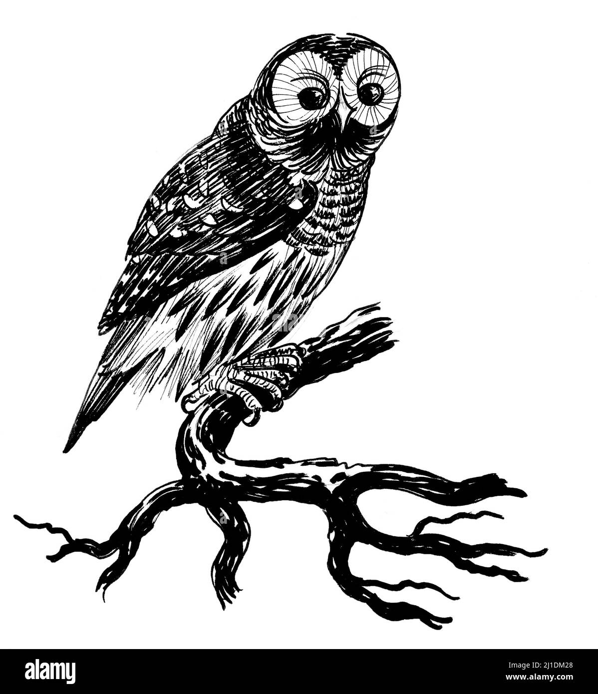Oiseau hibou sur une branche d'arbre.Dessin noir et blanc Banque D'Images