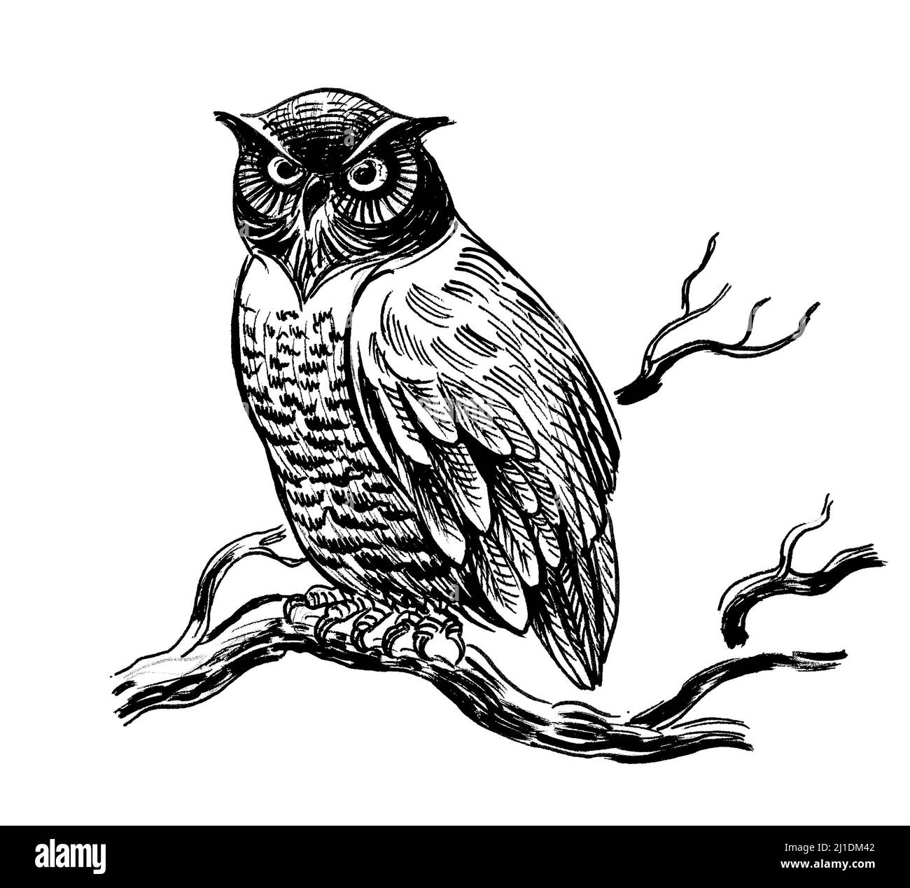 Oiseau hibou sur une branche d'arbre.Dessin noir et blanc Banque D'Images