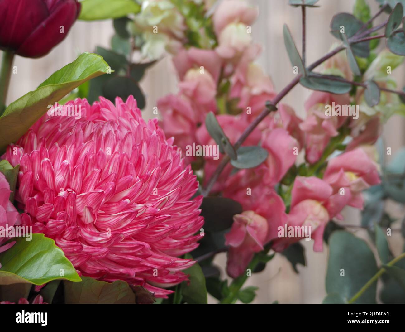 Bouquet de fleurs moderne avec dahlia rose vif Banque D'Images