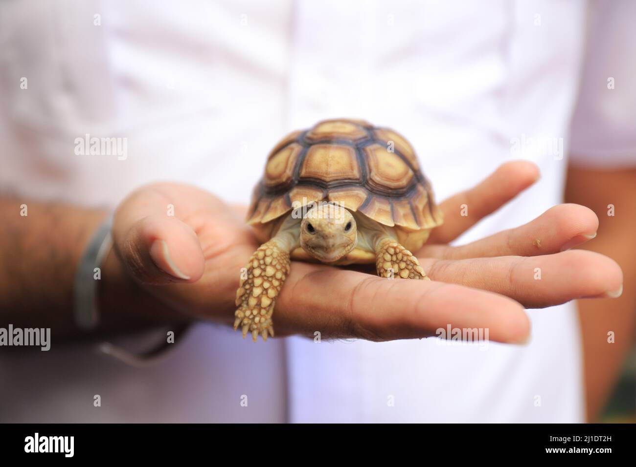 Surbaya, Indonésie - 24 mars 2022 : tortue sulcata (tortue-éperon africaine) Banque D'Images