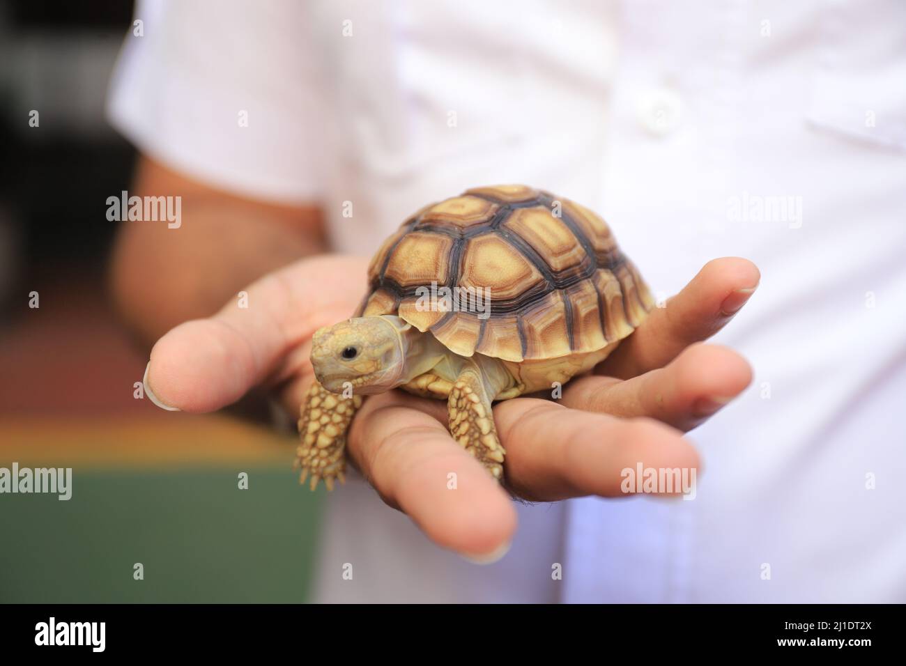 Surbaya, Indonésie - 24 mars 2022 : tortue sulcata (tortue-éperon africaine) Banque D'Images