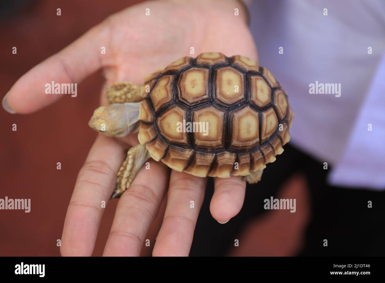 Surbaya, Indonésie - 24 mars 2022 : tortue sulcata (tortue-éperon africaine) Banque D'Images