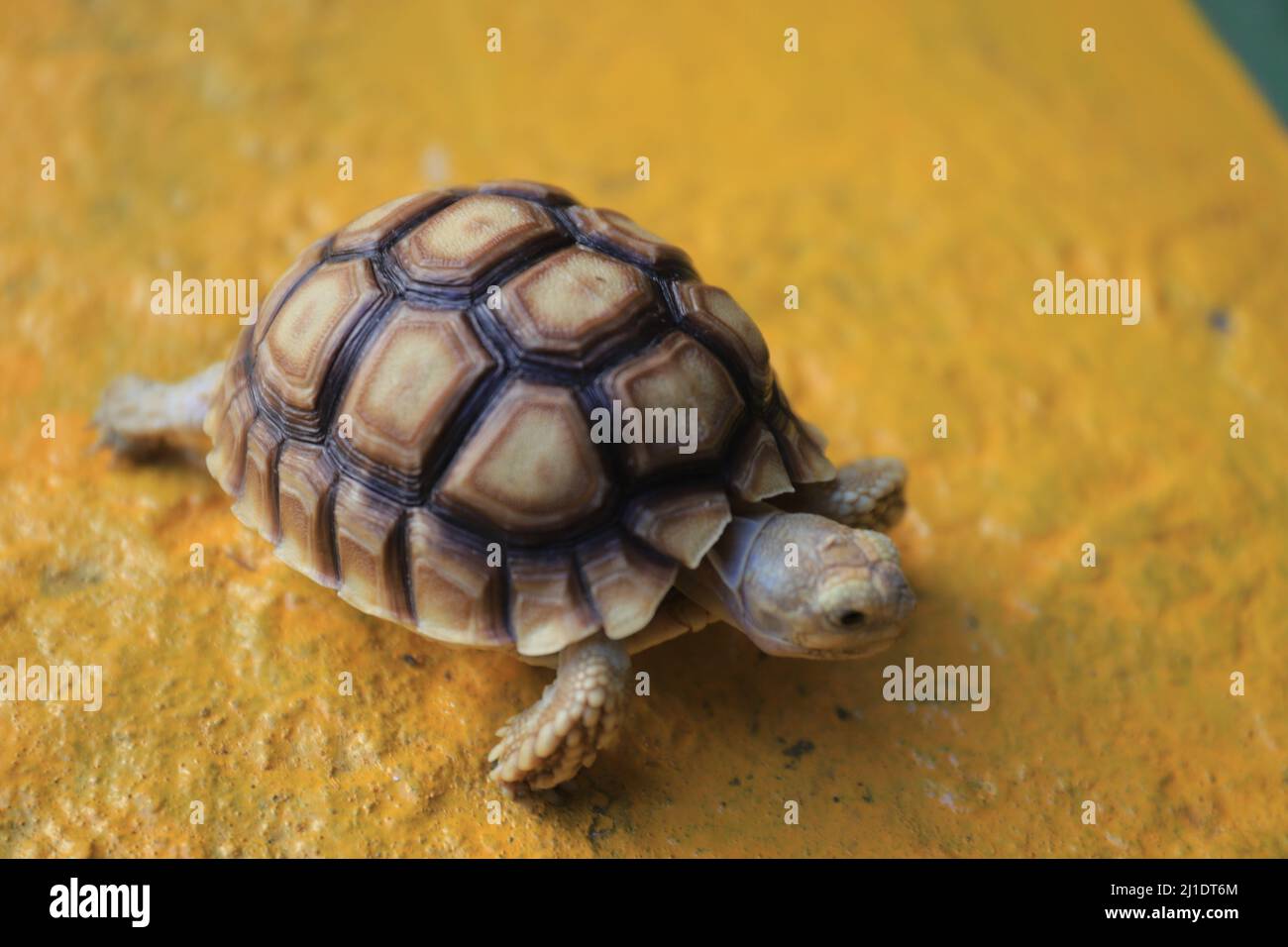 Surbaya, Indonésie - 24 mars 2022 : tortue sulcata (tortue-éperon africaine) Banque D'Images