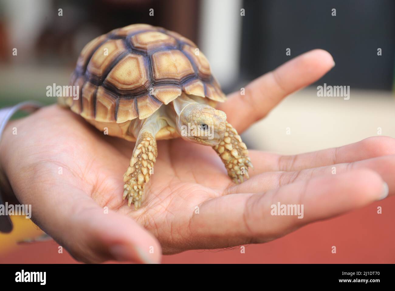 Surbaya, Indonésie - 24 mars 2022 : tortue sulcata (tortue-éperon africaine) Banque D'Images