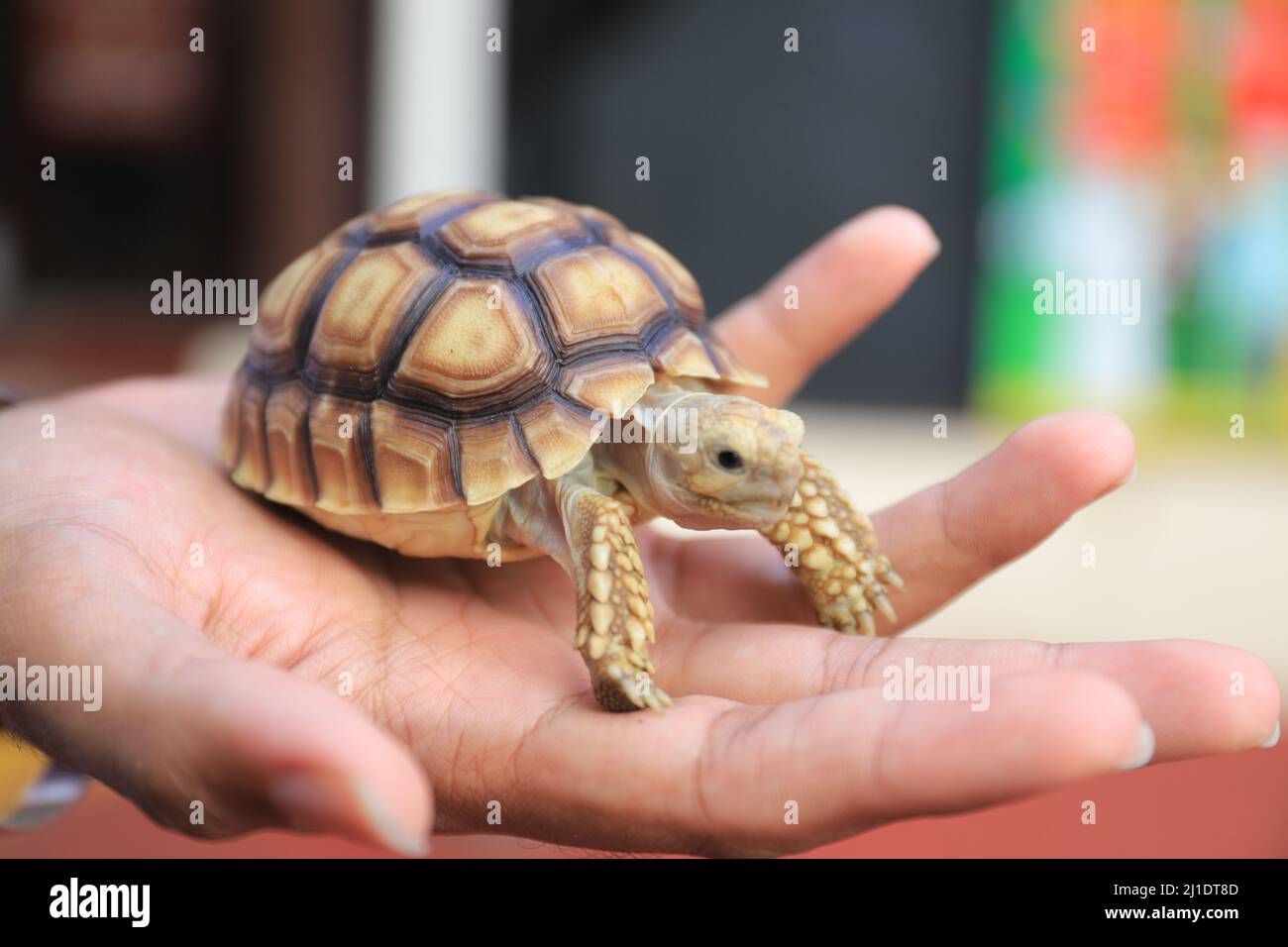 Surbaya, Indonésie - 24 mars 2022 : tortue sulcata (tortue-éperon africaine) Banque D'Images
