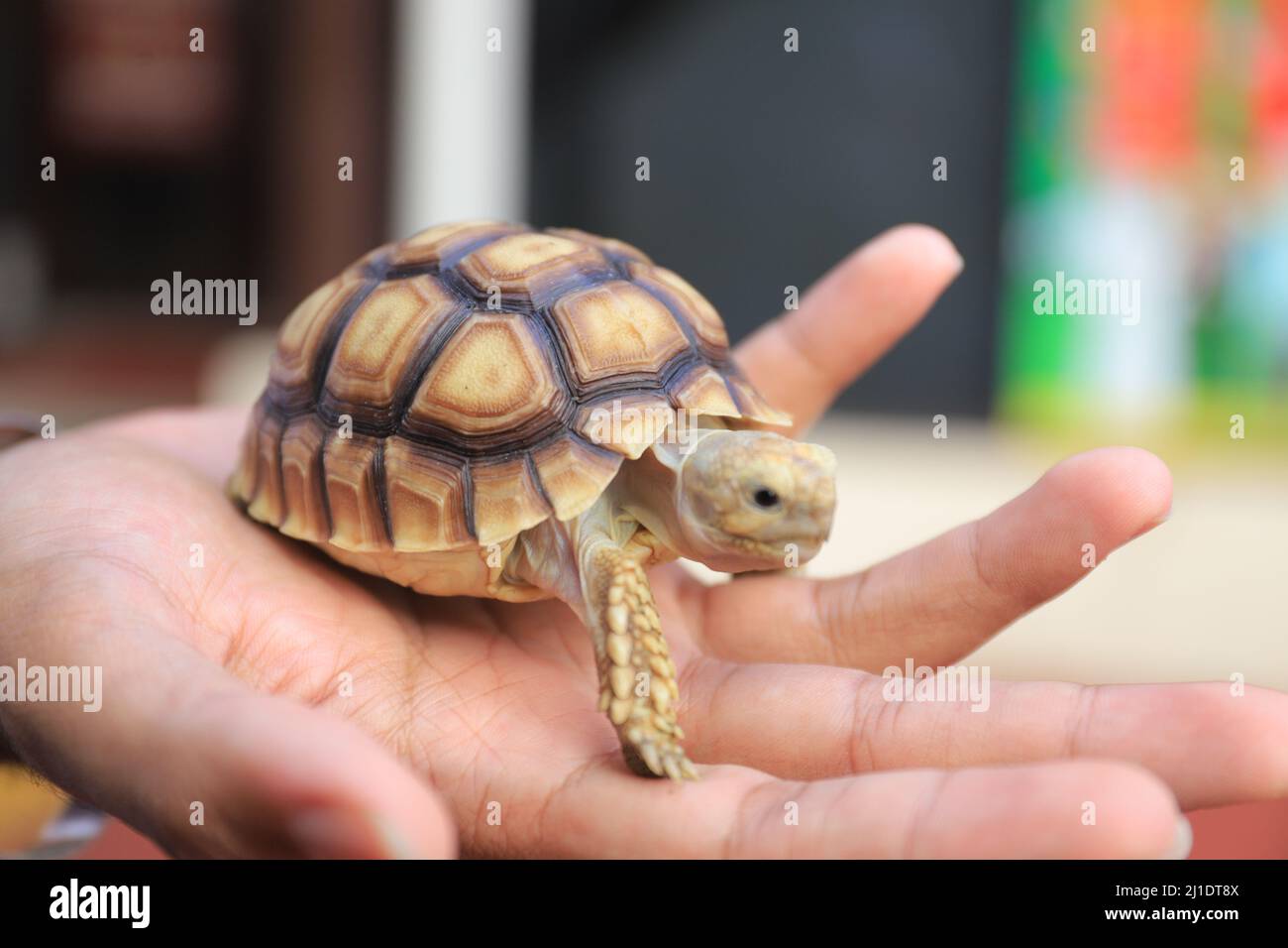 Surbaya, Indonésie - 24 mars 2022 : tortue sulcata (tortue-éperon africaine) Banque D'Images