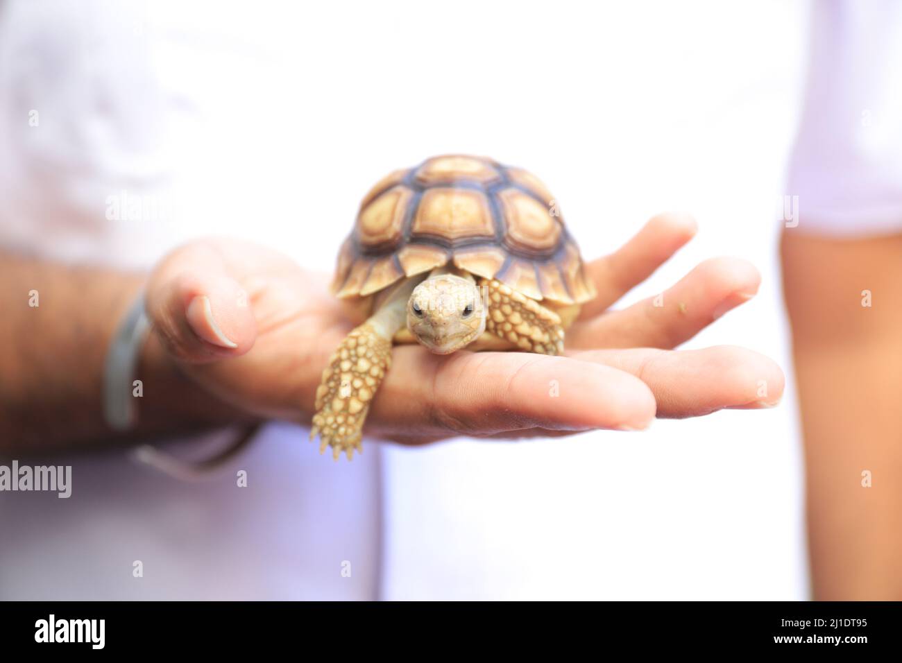 Surbaya, Indonésie - 24 mars 2022 : tortue sulcata (tortue-éperon africaine) Banque D'Images